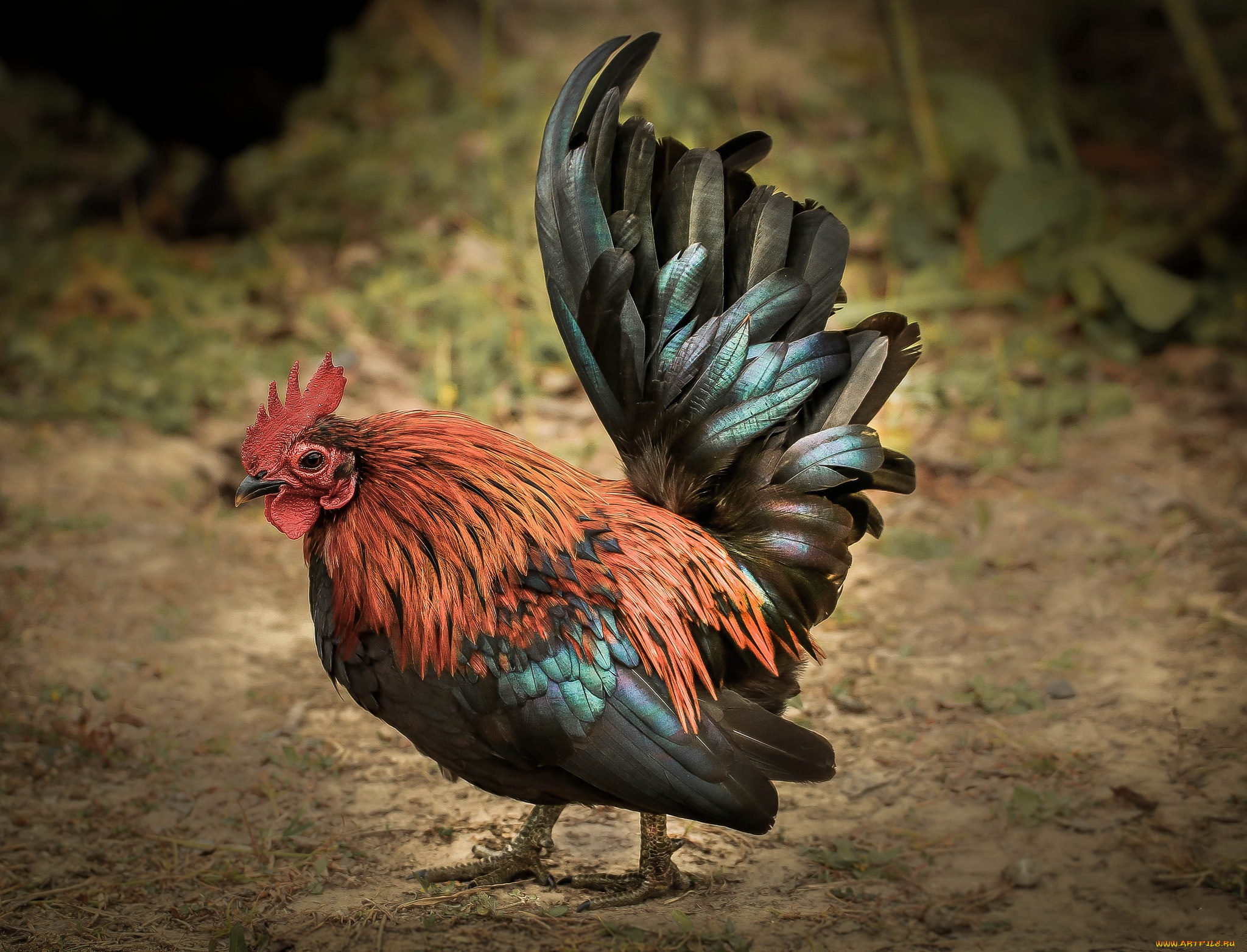 животные, куры, , петухи, петух