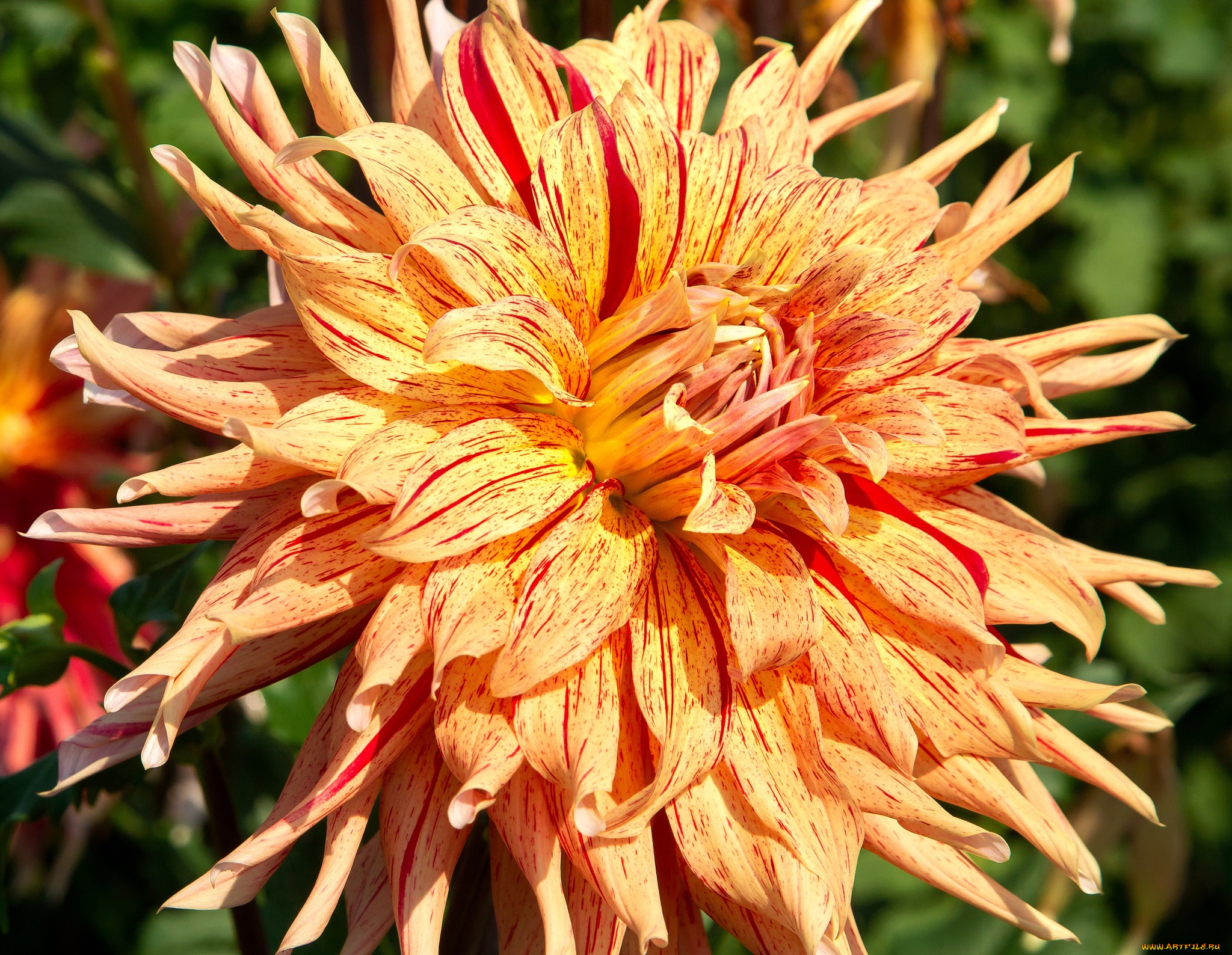 цветы, георгины, рябой, макро, георгина, цветок