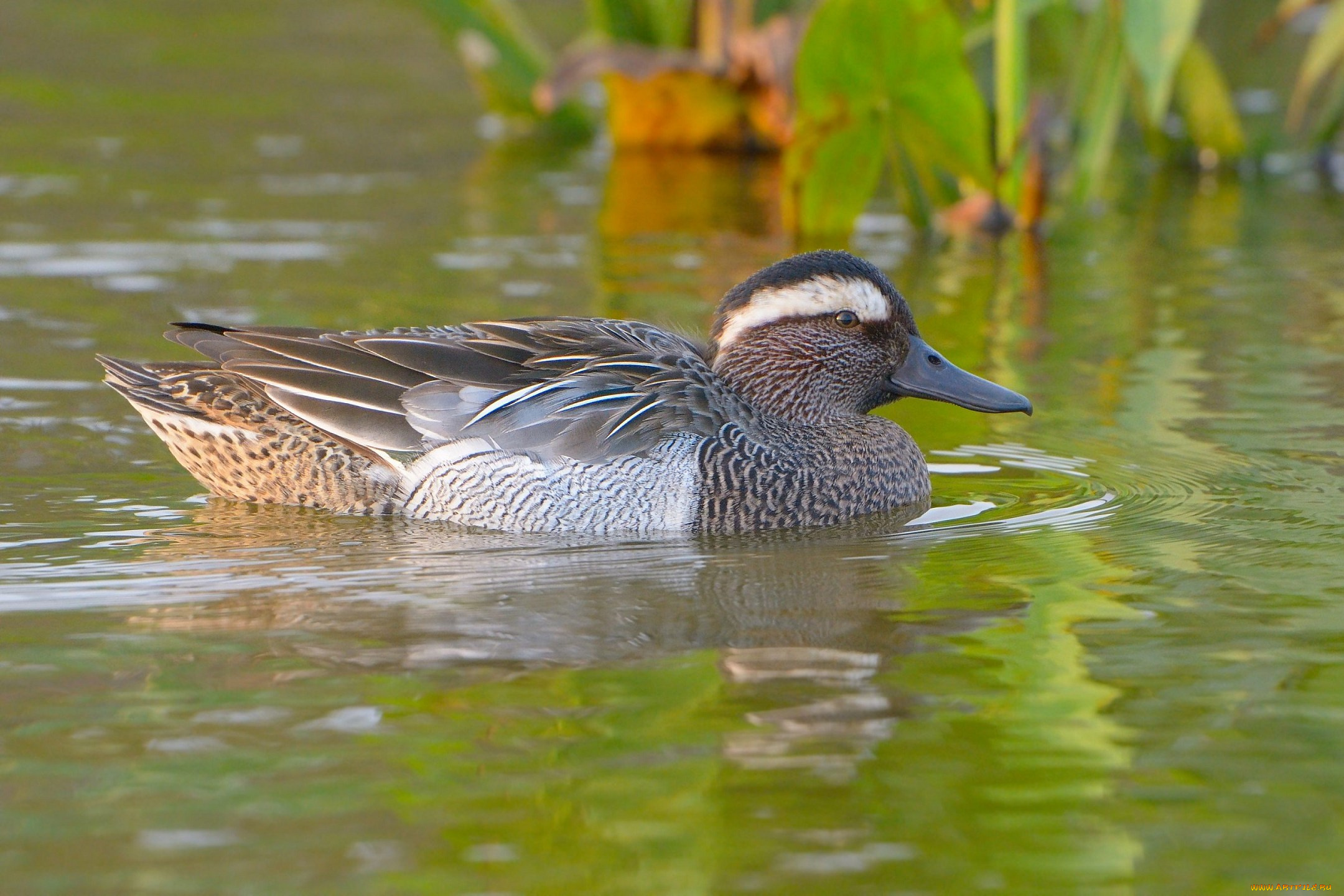 животные, утки