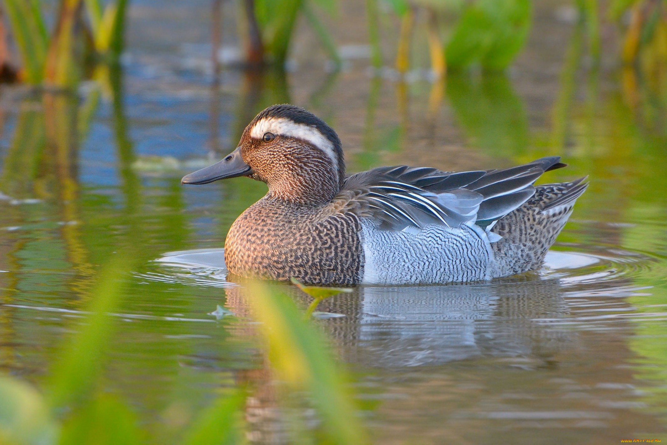 животные, утки