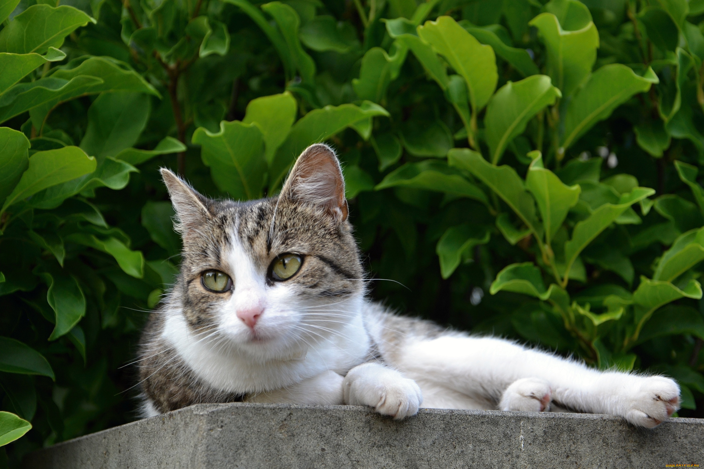 животные, коты, киса, ушки, усы, взгляд, коте