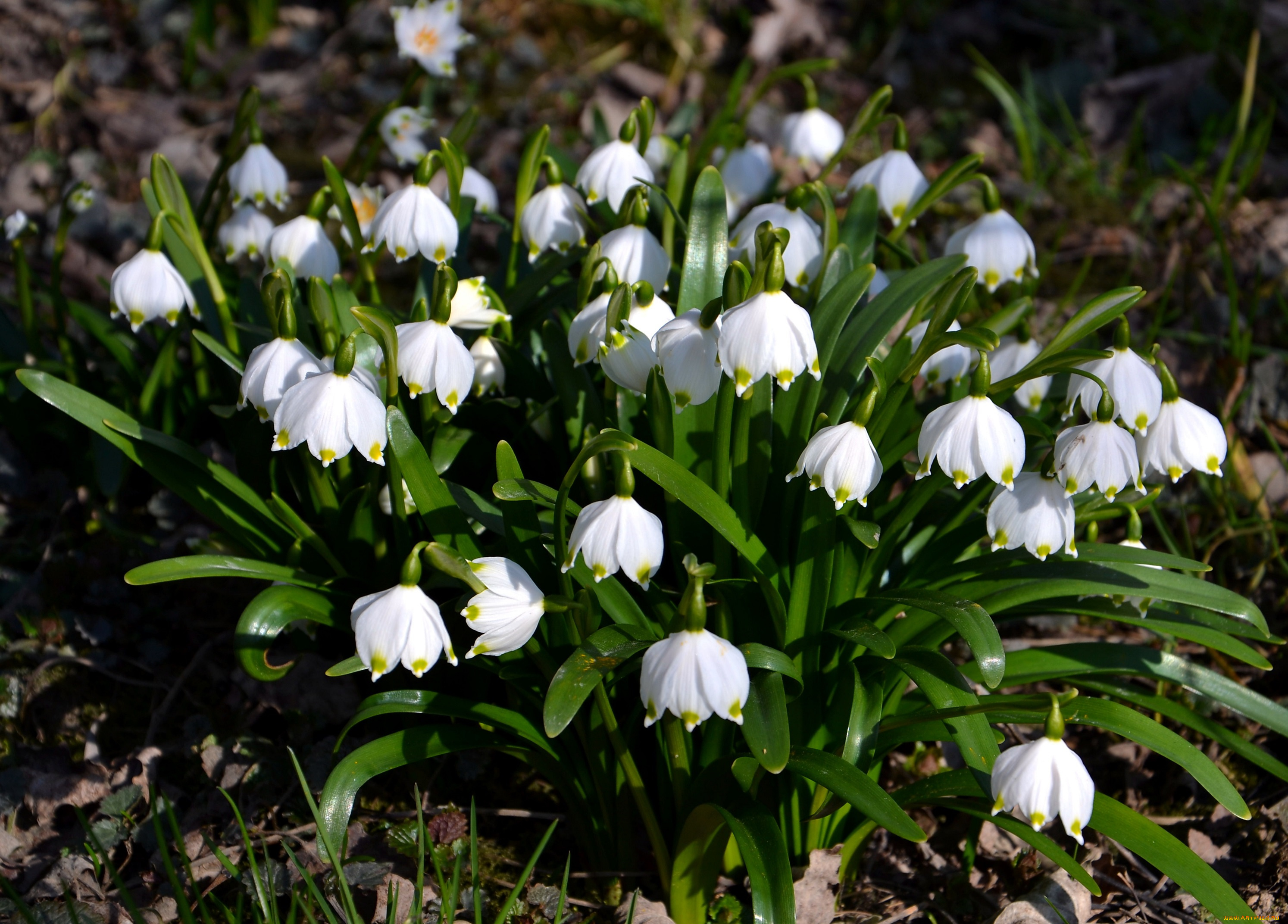 цветы, подснежники, , белоцветники, , пролески, полянка, весна