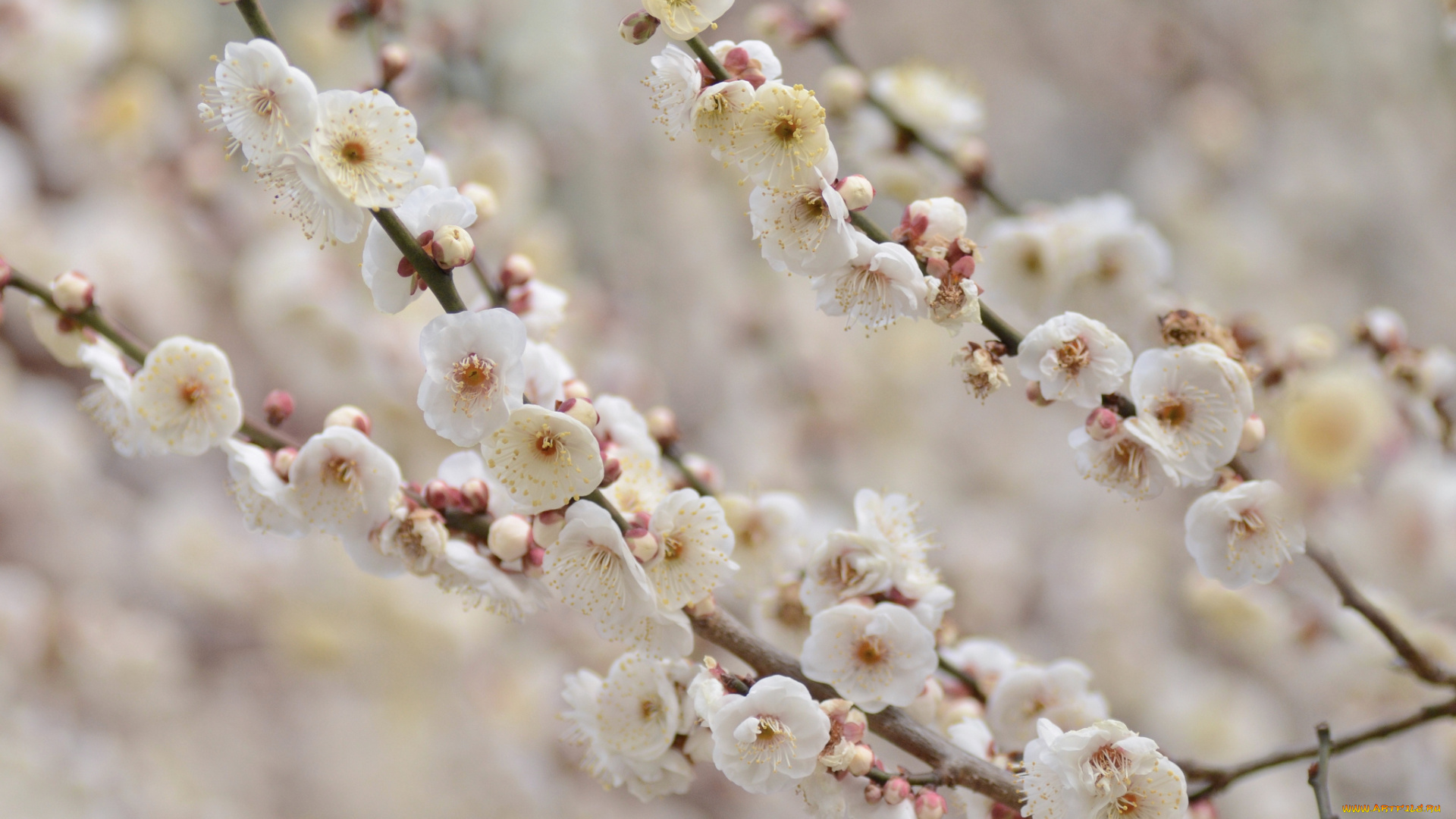 цветы, цветущие, деревья, , , кустарники, цветущая, веточка, цветки, листья, ветка
