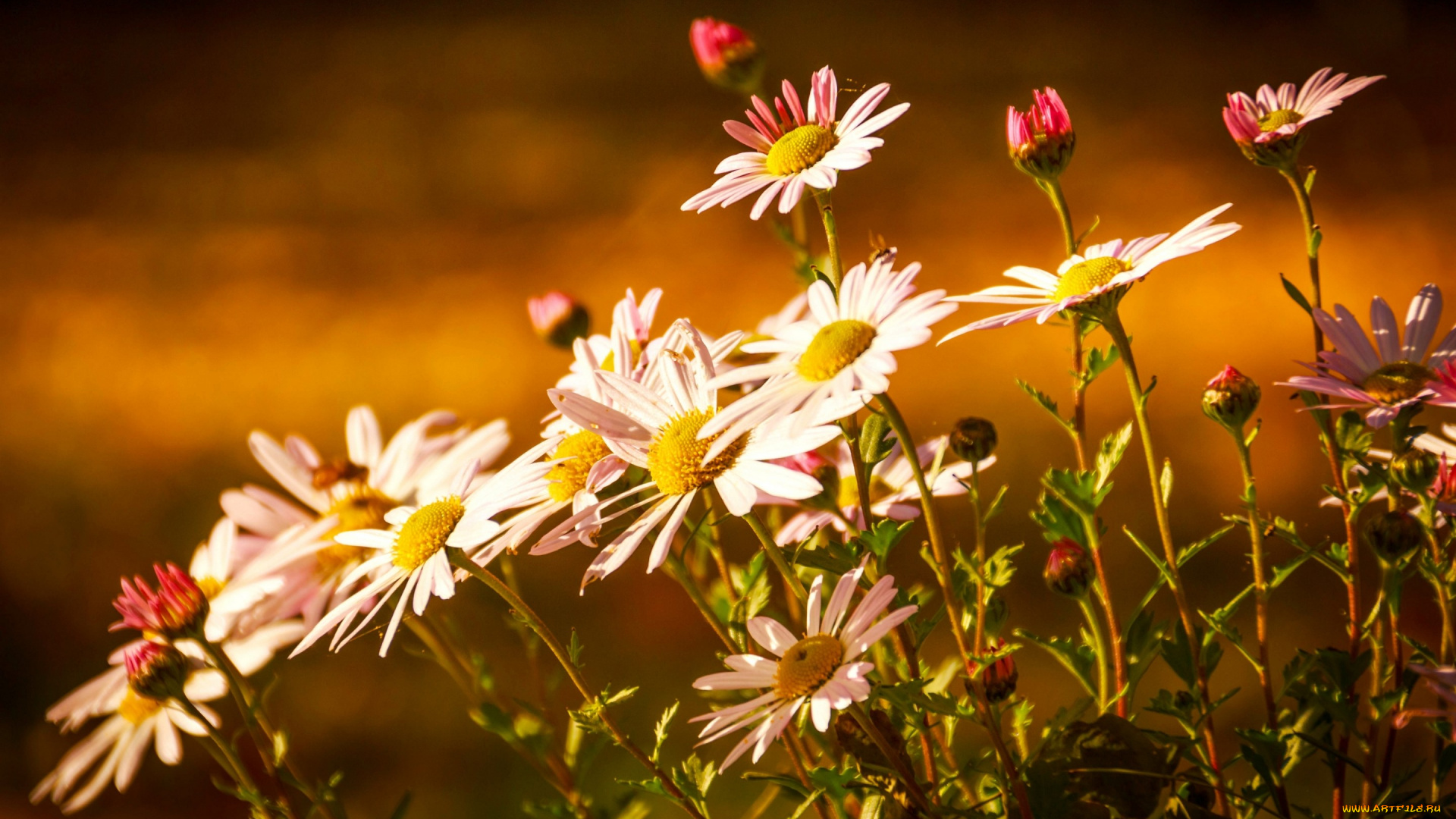 цветы, хризантемы, бутончики, свет