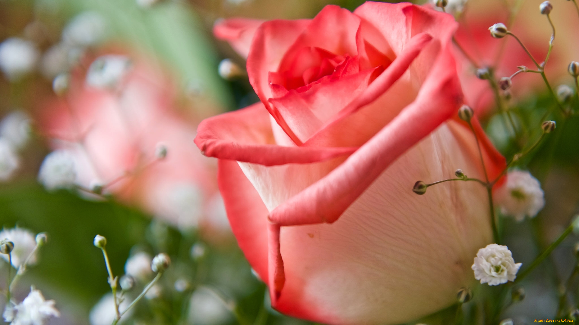 цветы, разные, вместе, роза, бутон, макро, гипсофила