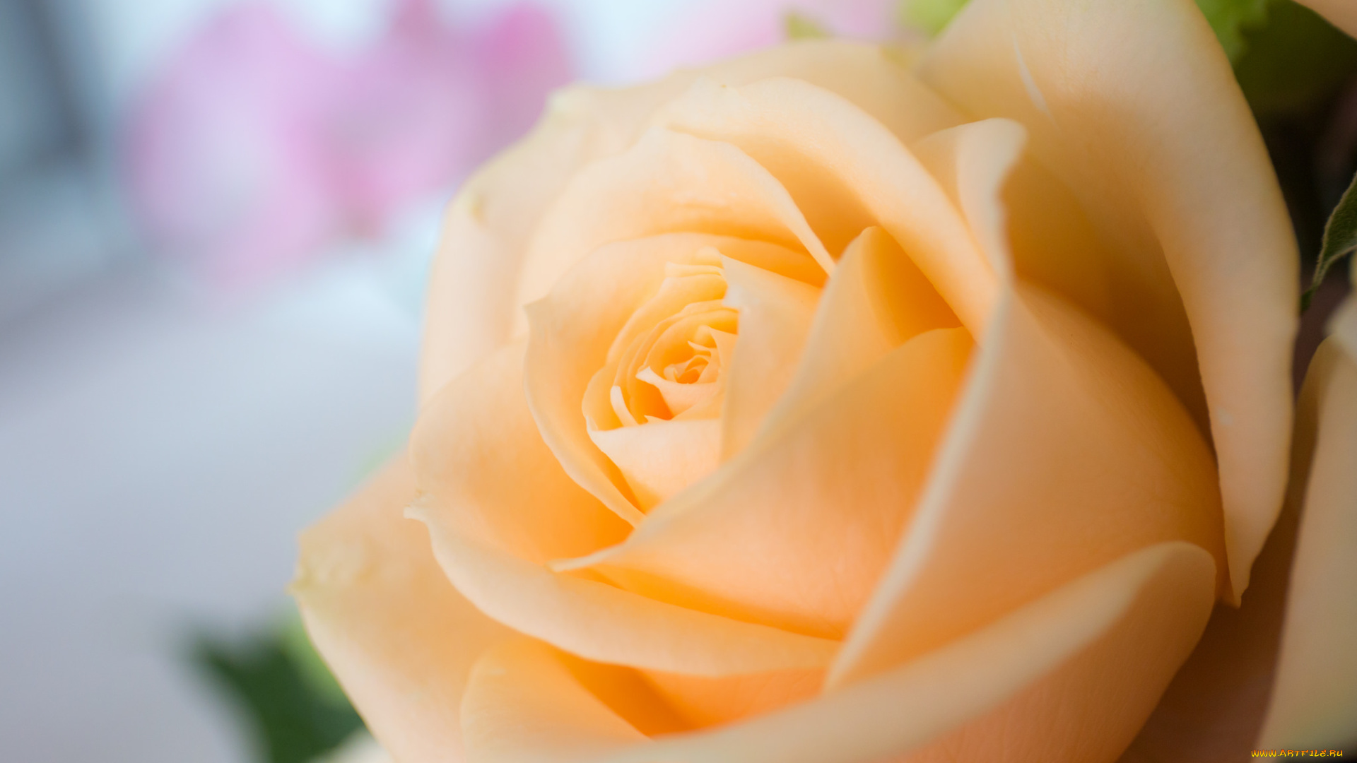 цветы, розы, роза, бутон, лепестки, листья, цветение, rose, bud, petals, leaves, blossoms