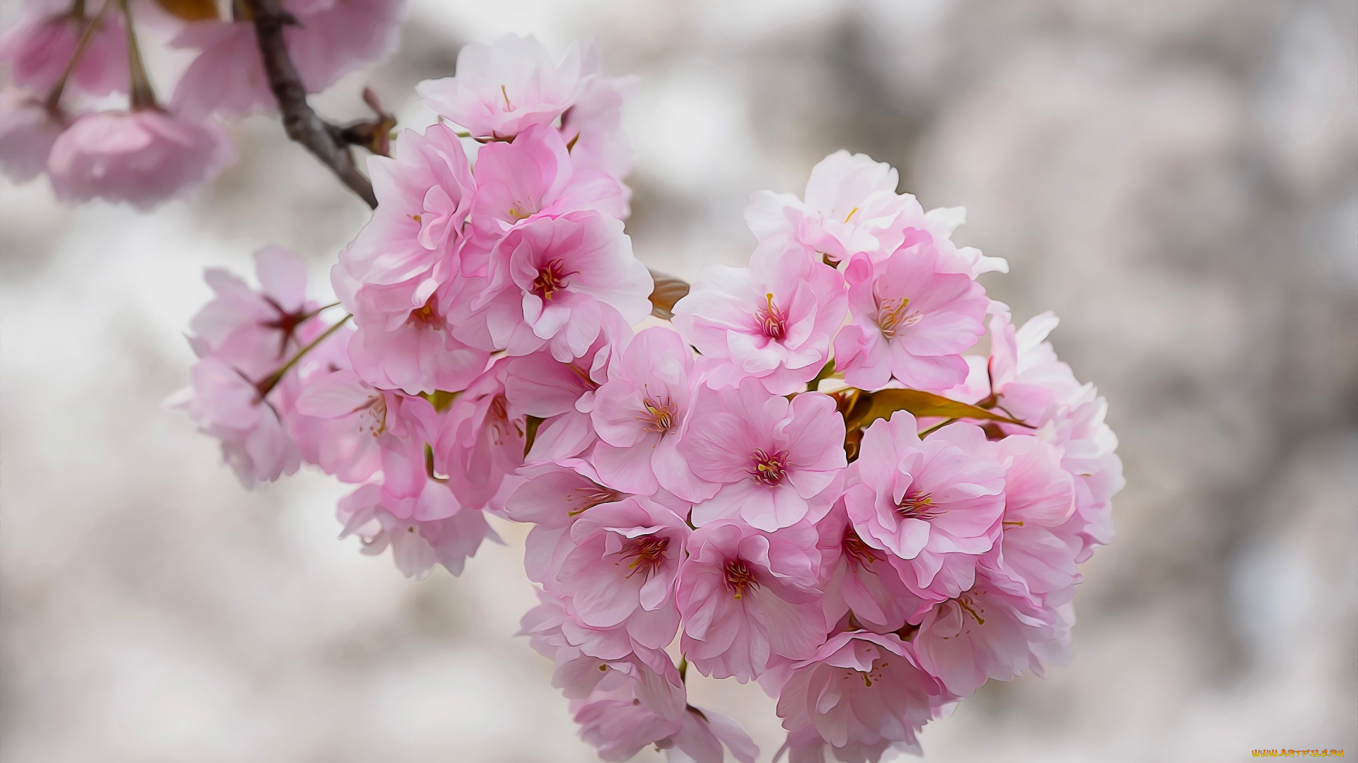 разное, компьютерный, дизайн, сакура