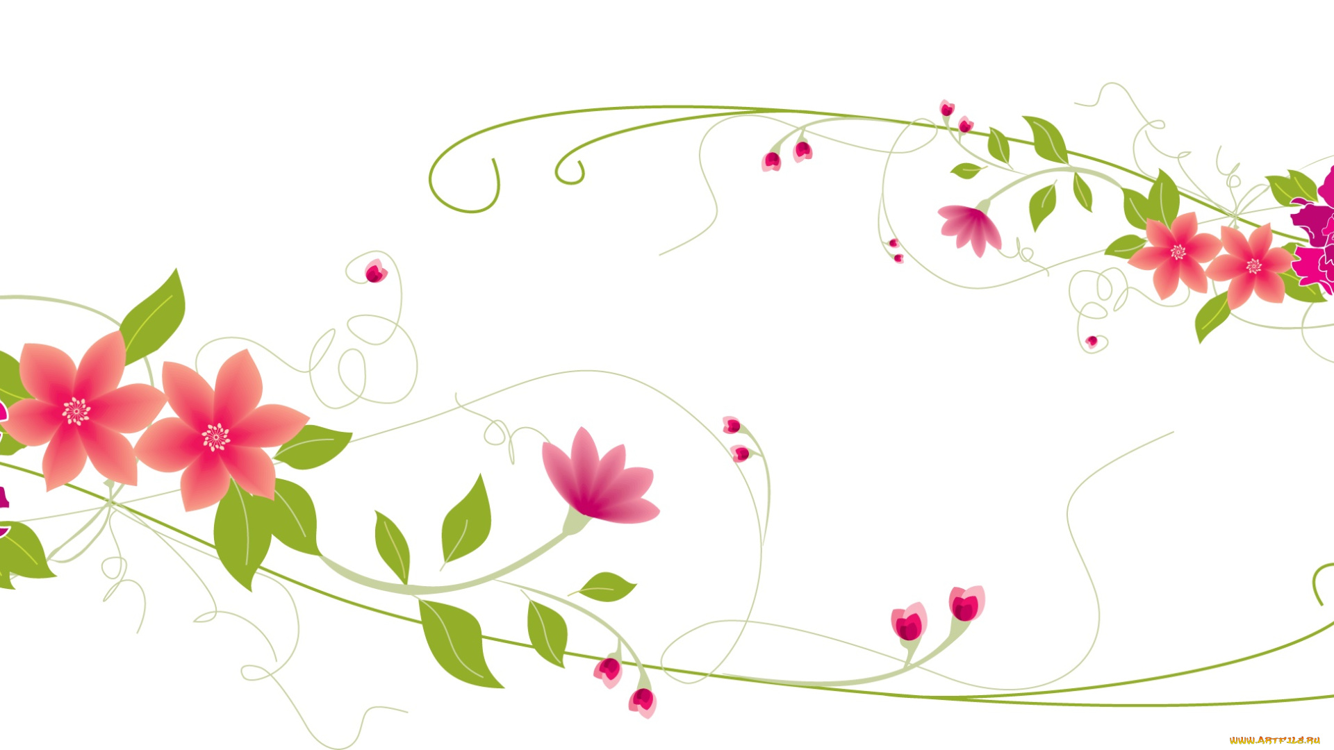 векторная, графика, цветы, , flowers, цветы, фон