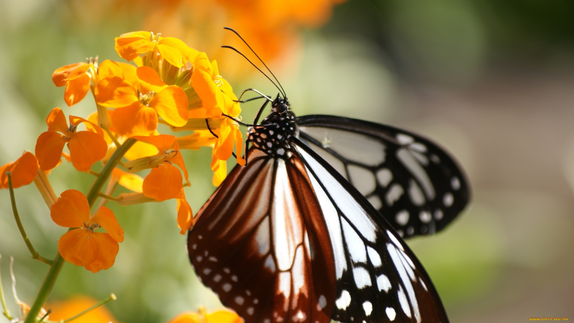 животные, бабочки, , мотыльки, , моли, соцветие, нектар, цветок, бабочка