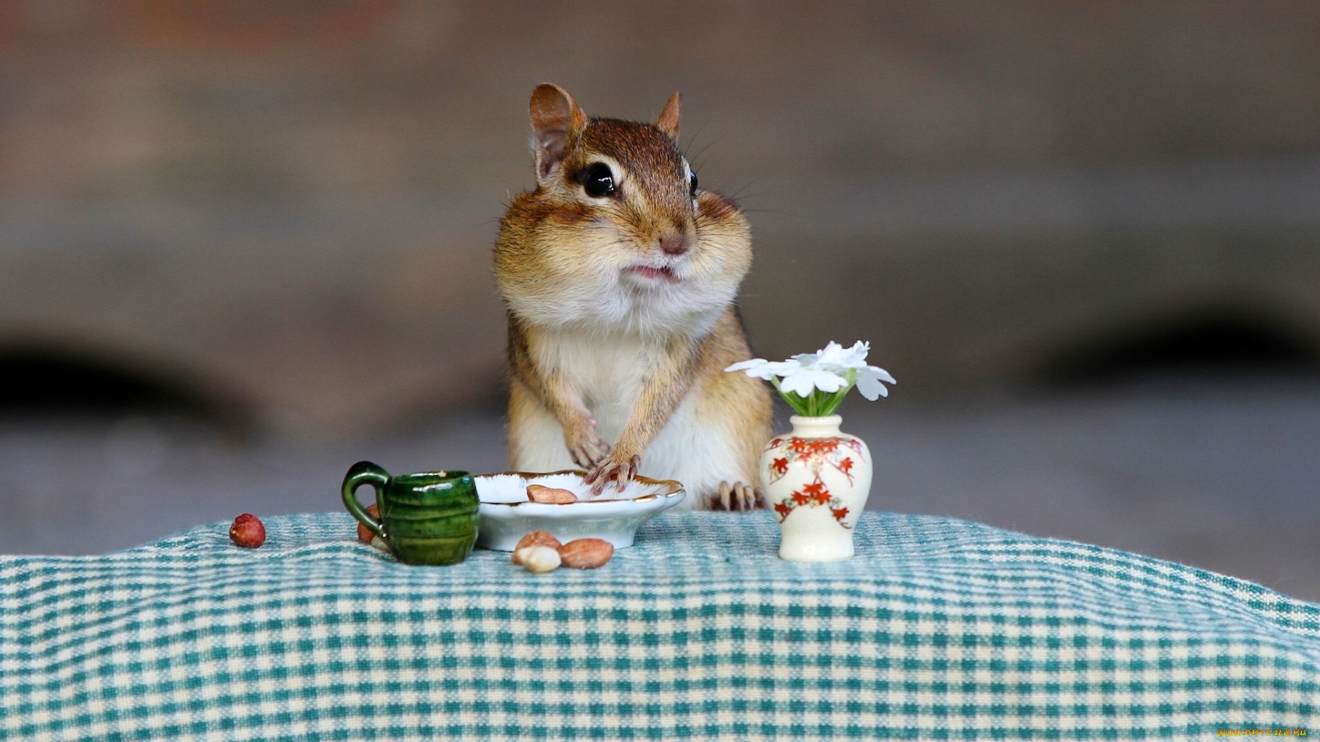 животные, бурундуки, бурундук