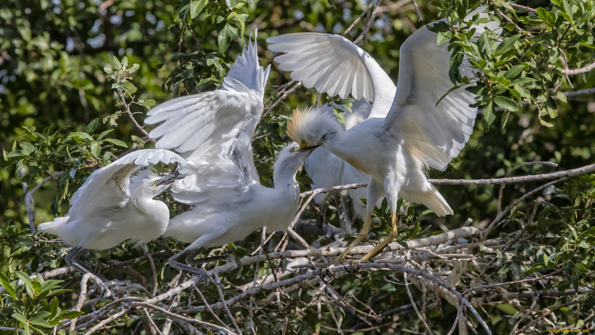 животные, цапли, , выпи, птицы