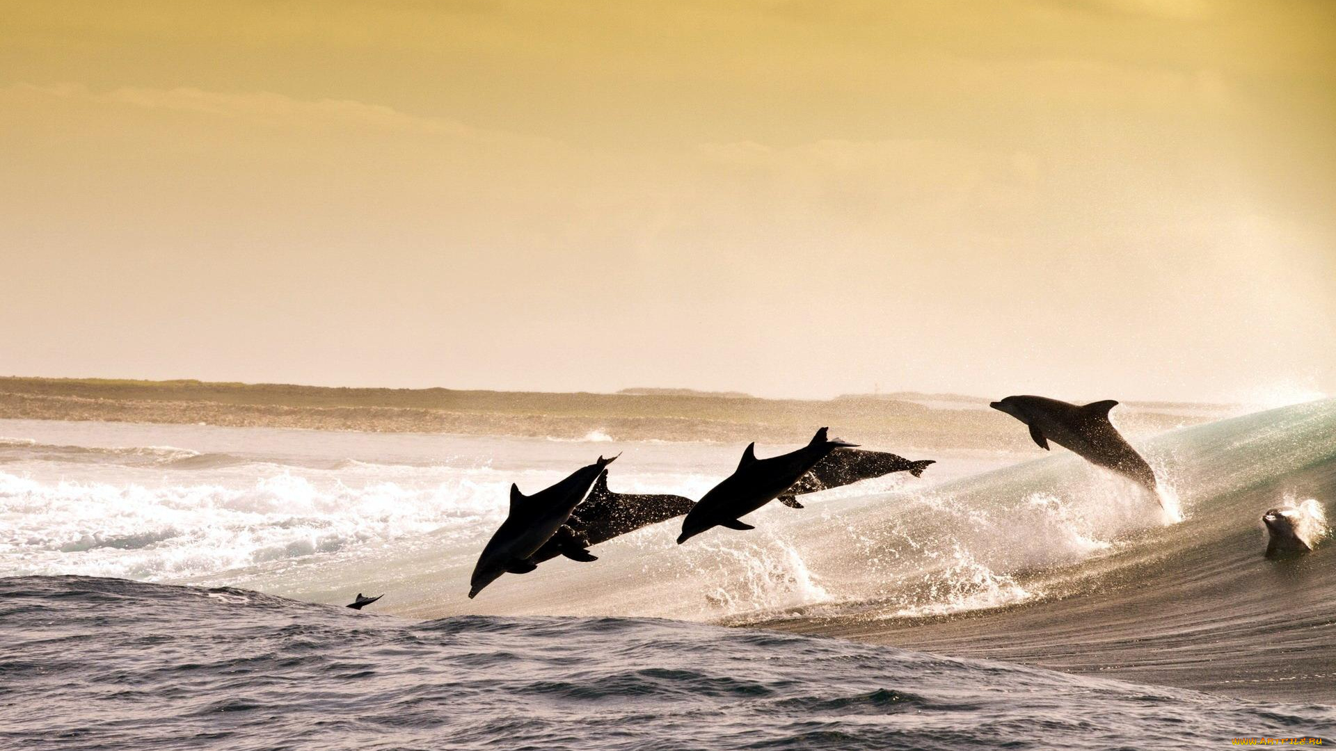 животные, дельфины, море, волны, брызги, прыжки, стая