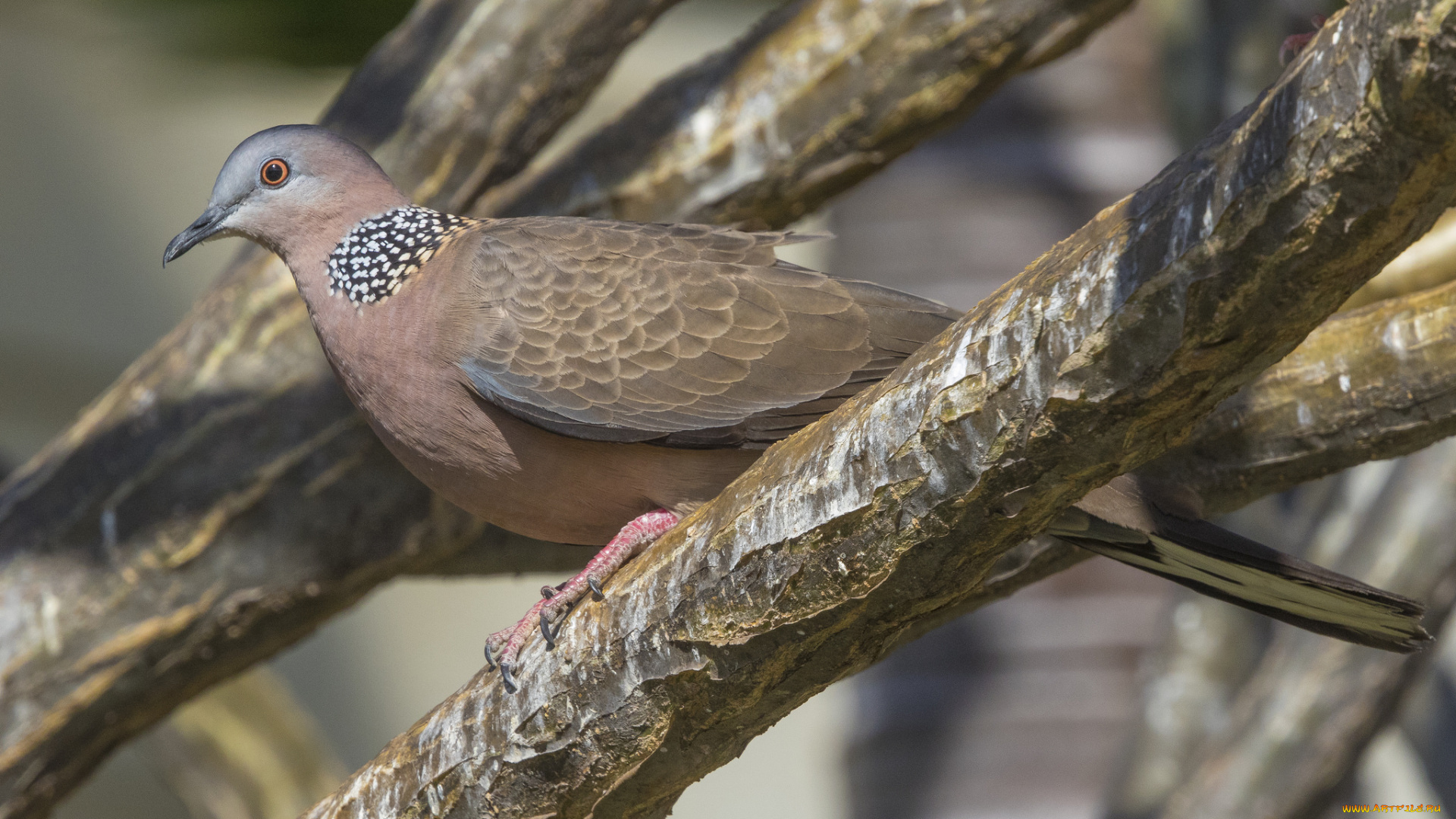 животные, голуби, птица