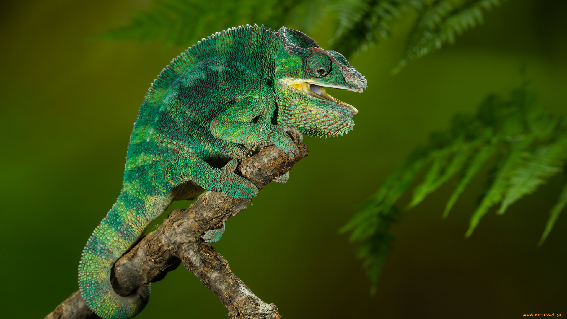 животные, хамелеоны, хамелеон