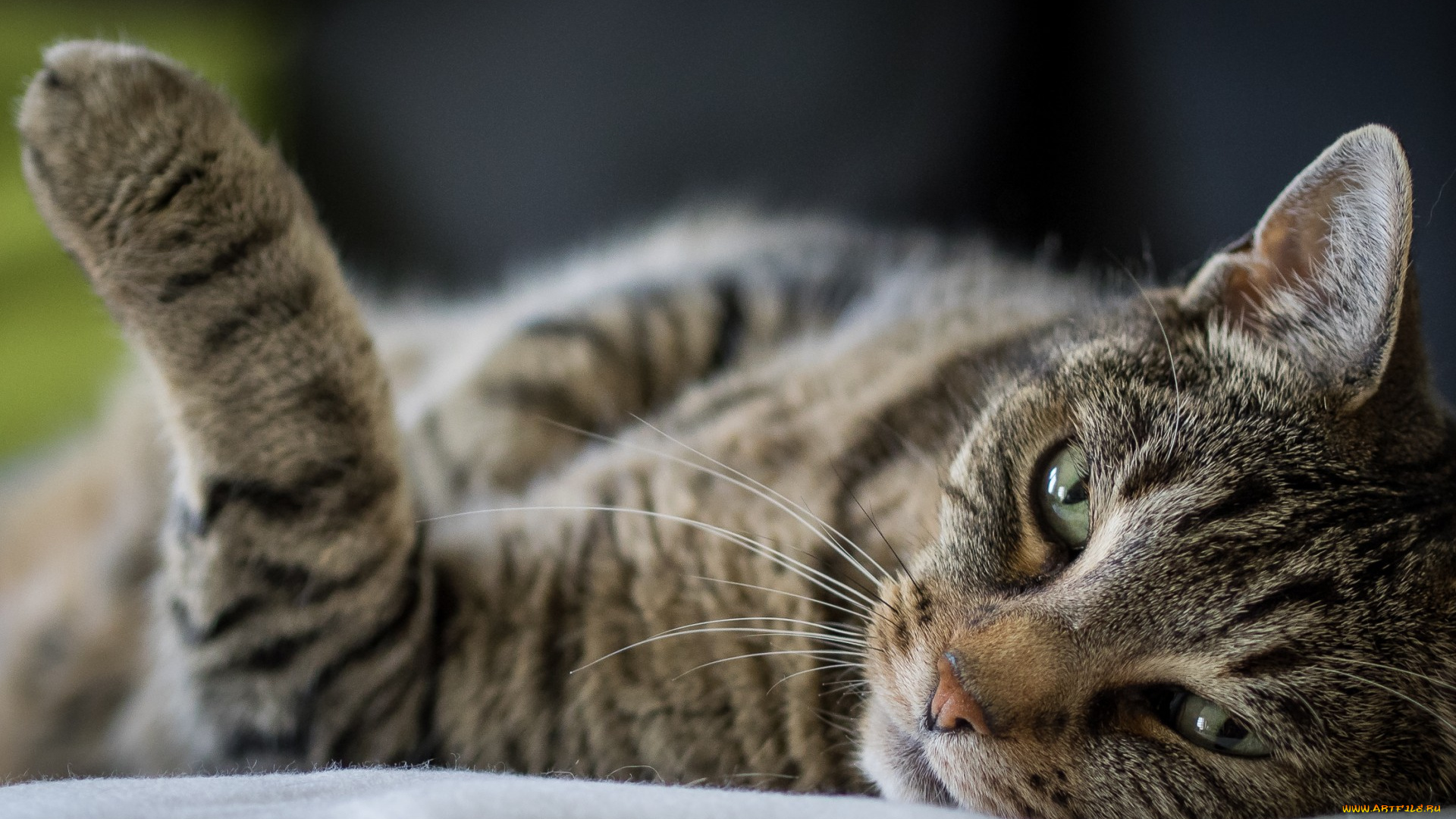 животные, коты, кот