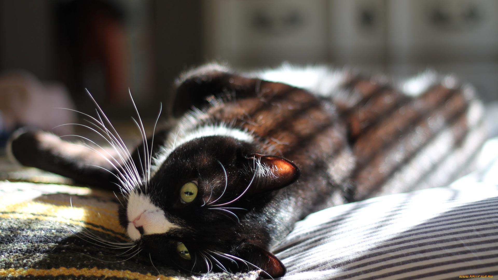 животные, коты, кот