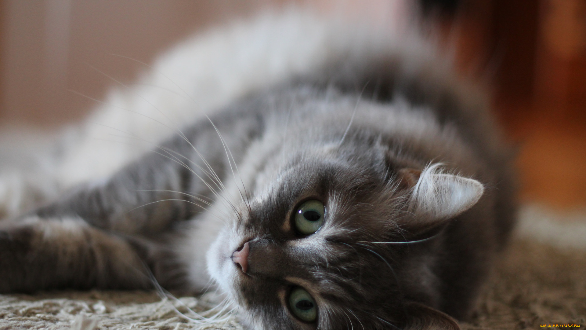 животные, коты, кот