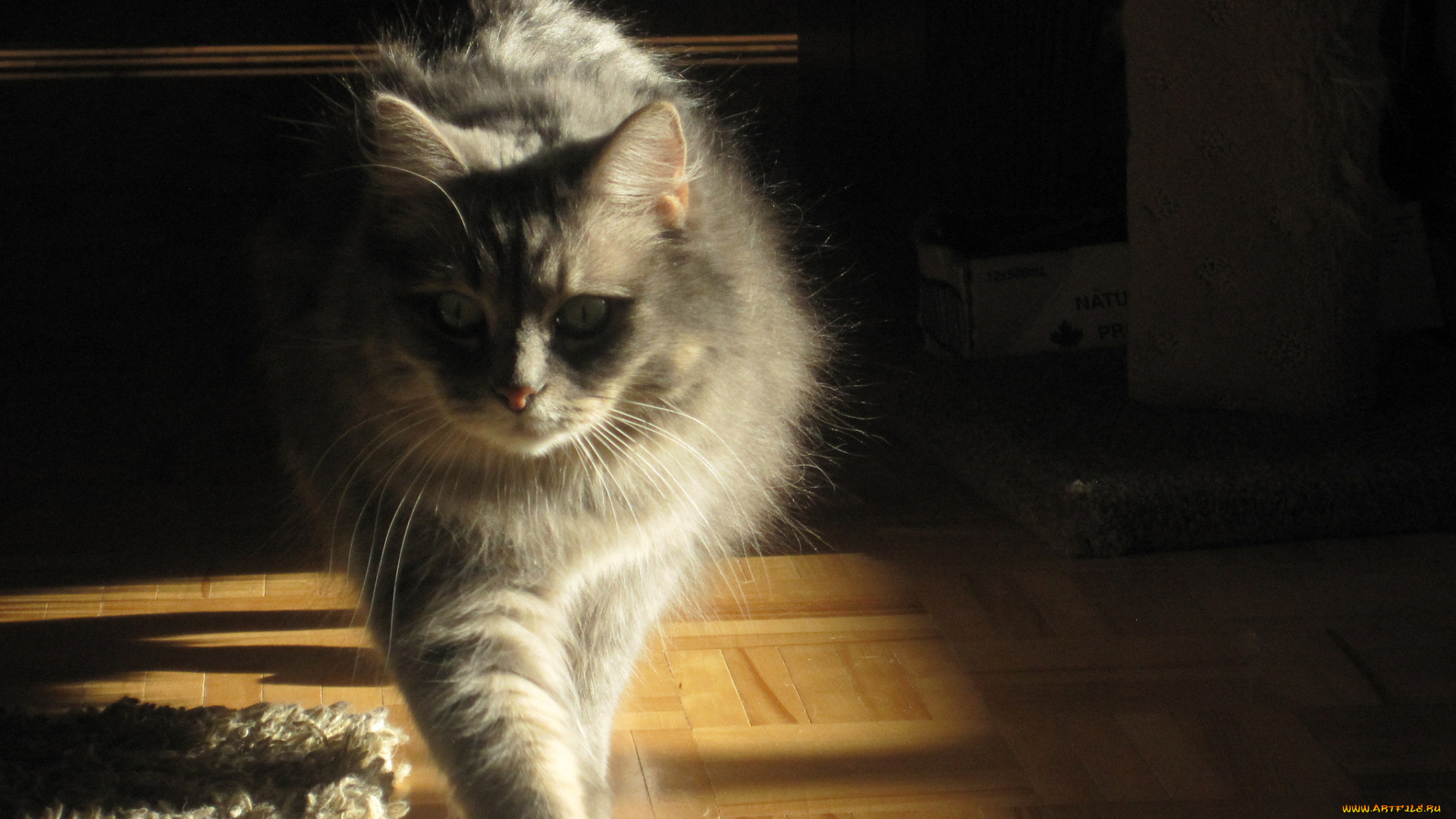 животные, коты, кот