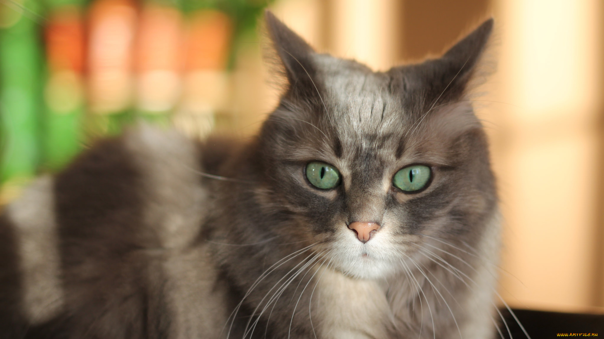 животные, коты, кот