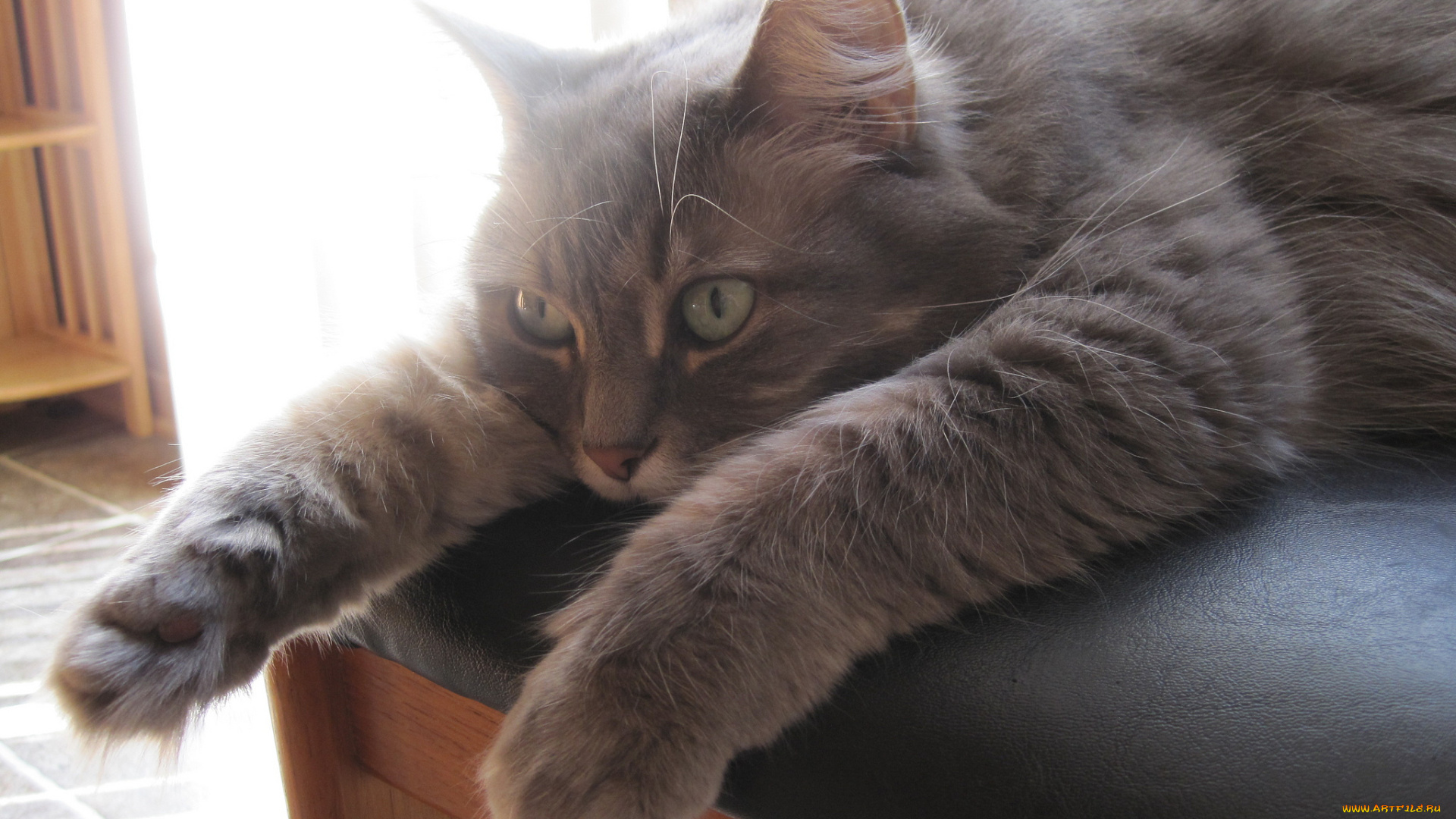 животные, коты, кот