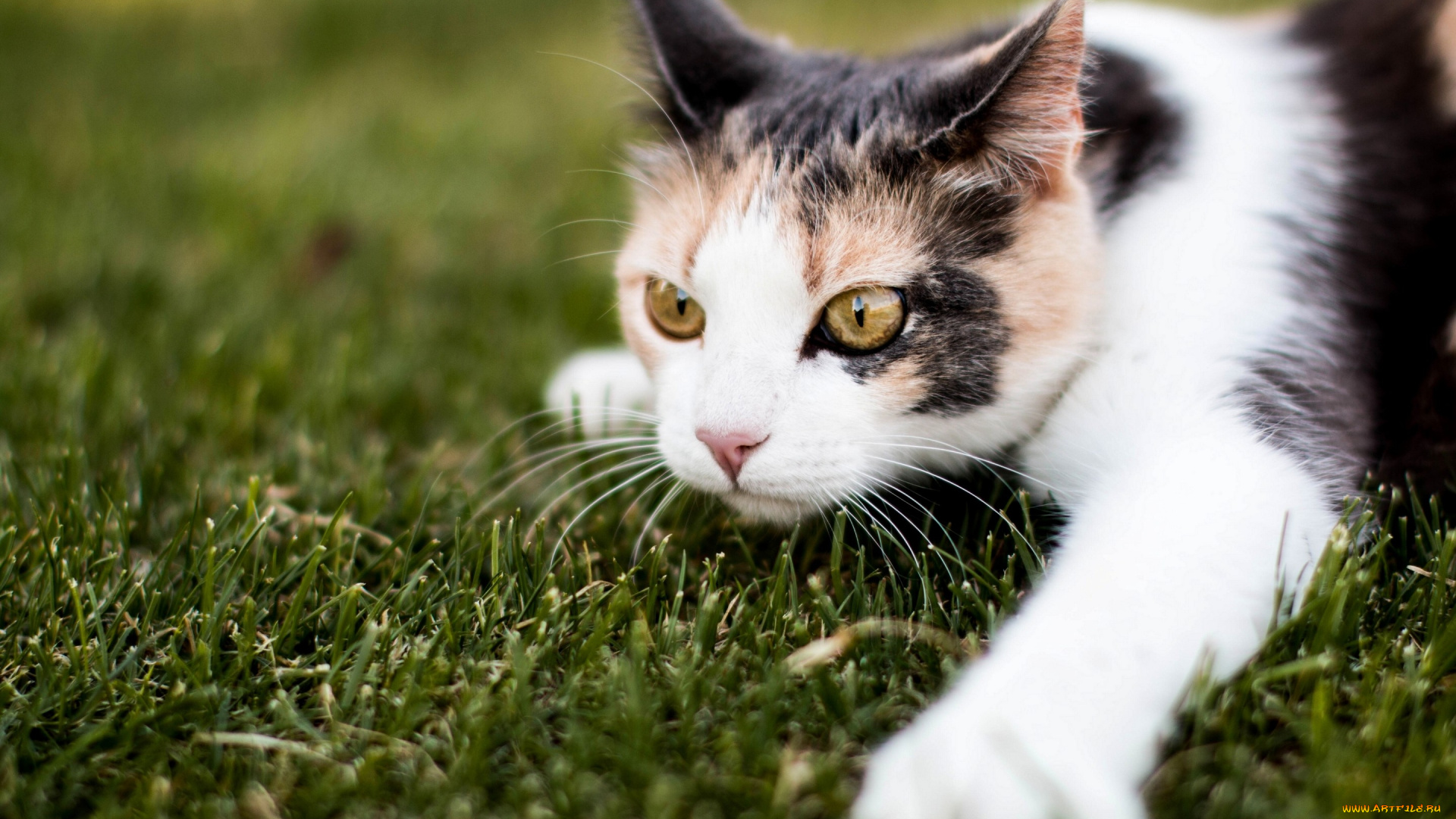 животные, коты, мордочка, кошка, лапа, трава, кот, взгляд