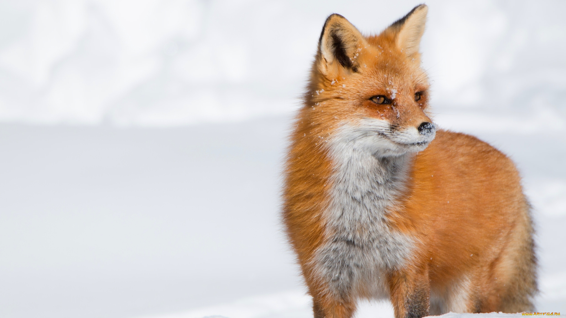 животные, лисы, лиса, зима, снег, рыжая