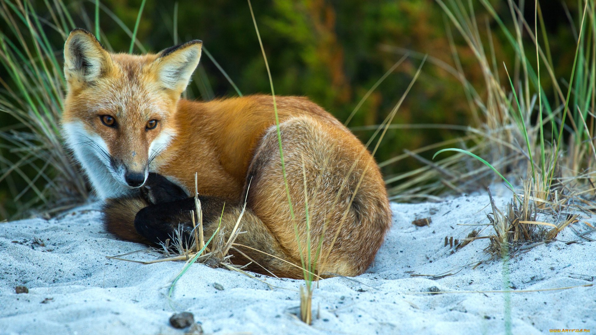 животные, лисы, лисичка