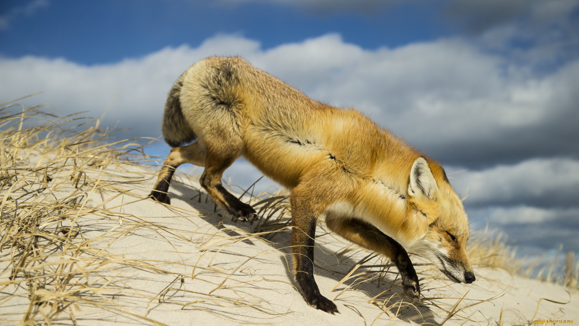 животные, лисы, лисичка