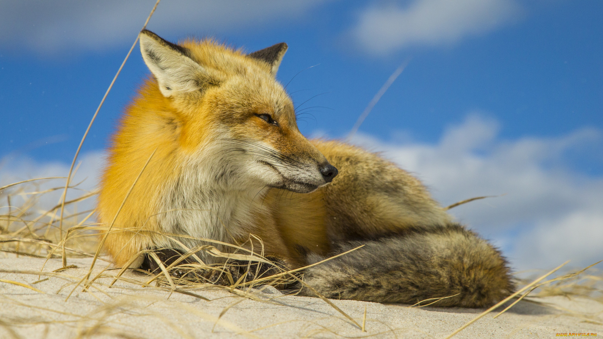 животные, лисы, лисичка