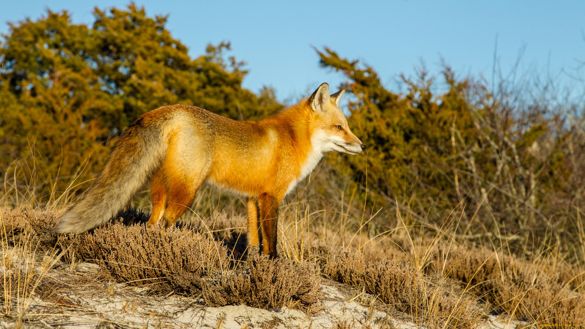 животные, лисы, лисичка