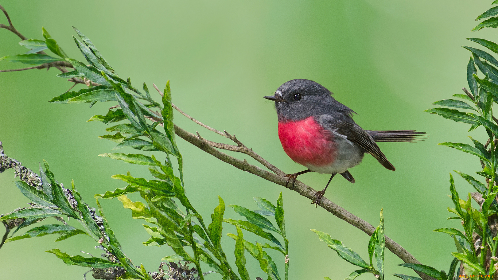 животные, птицы, птица, ветвь, листья, ветка