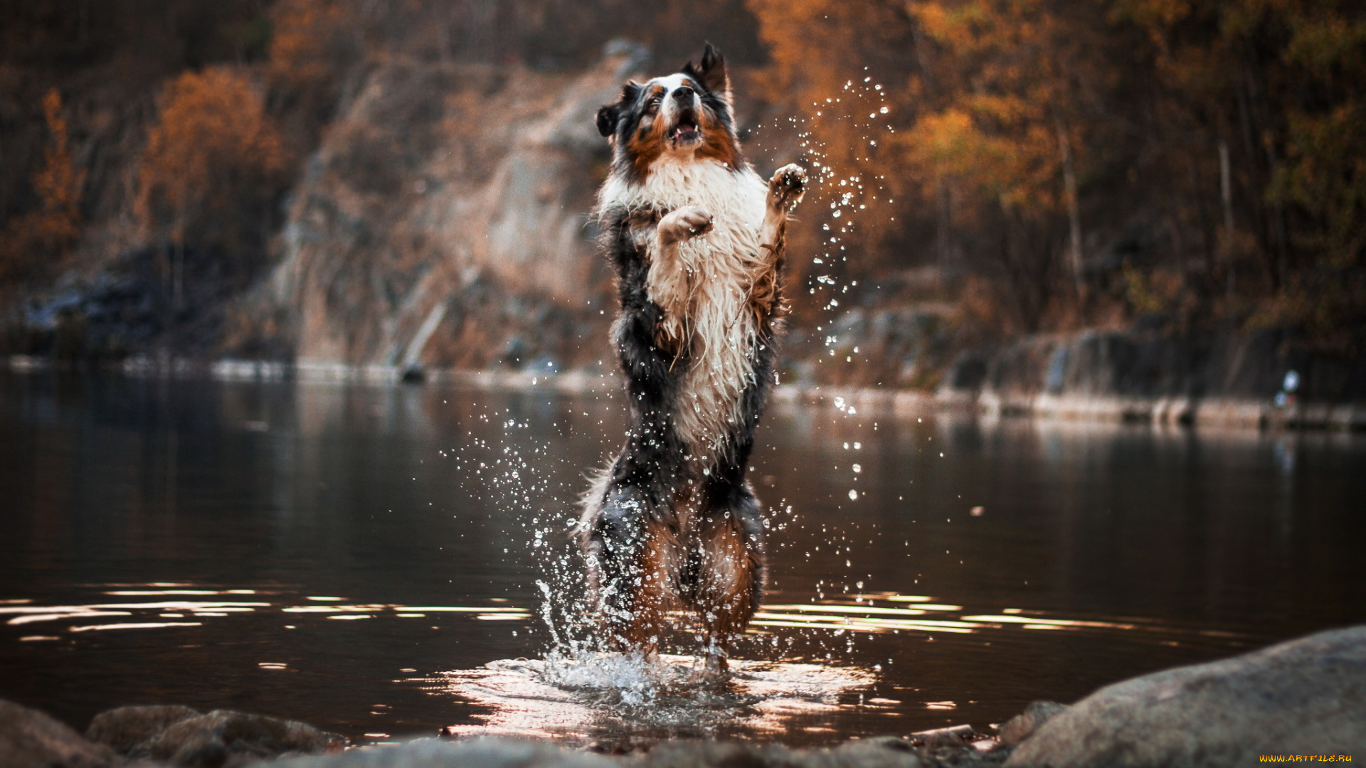 животные, собаки, река, собака, друг