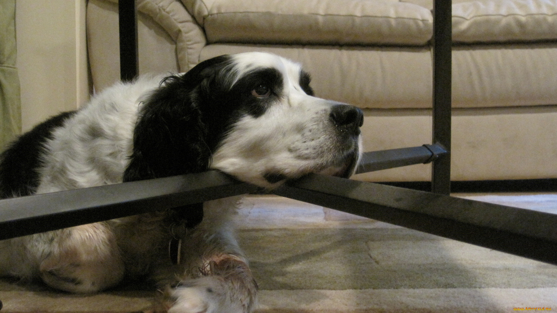 животные, собаки, собака