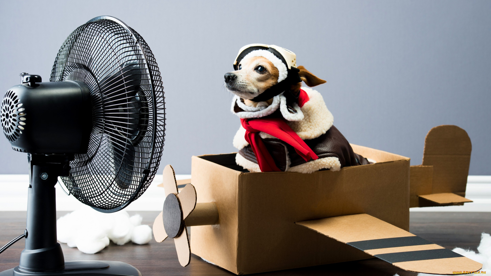 животные, собаки, вентилятор, самолёт, лётчик, собака, чихуахуа, ситуация