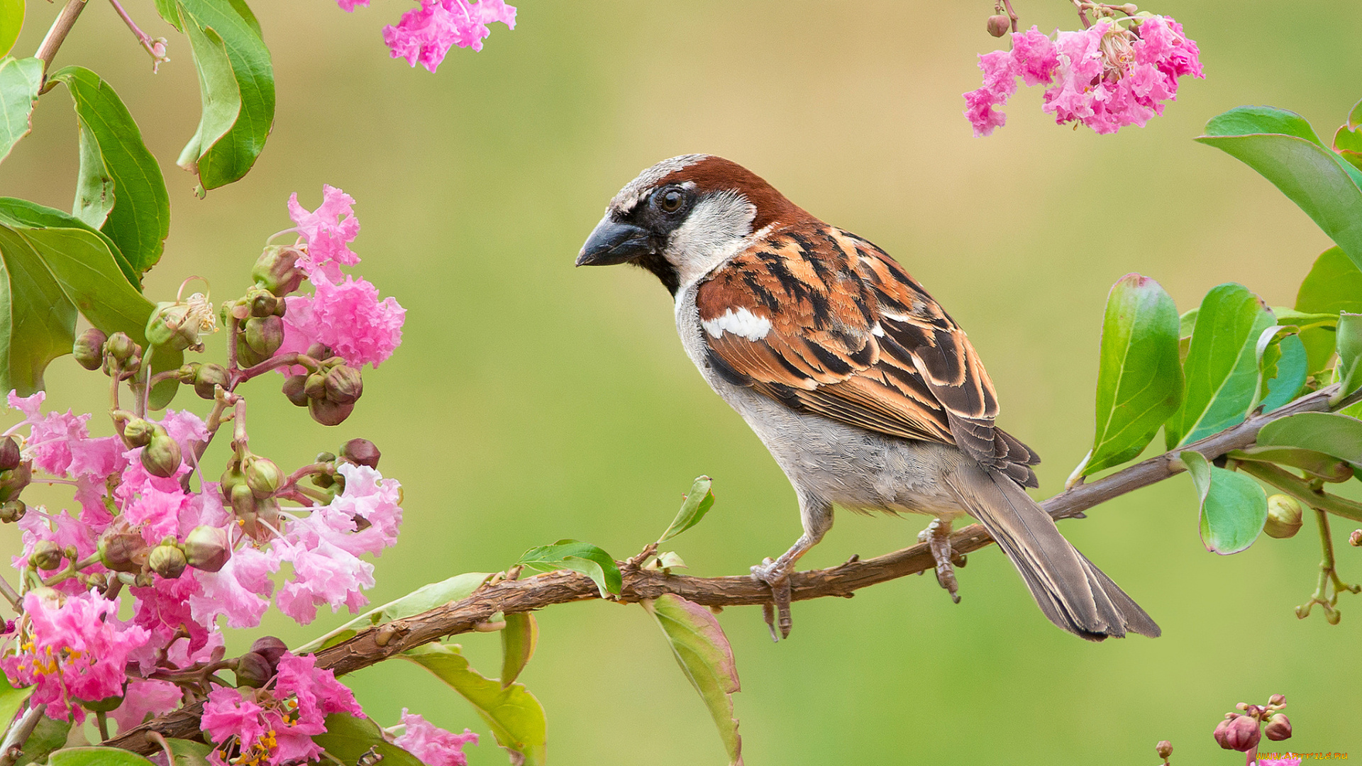 животные, воробьи, птица, ветвь, листья, ветка
