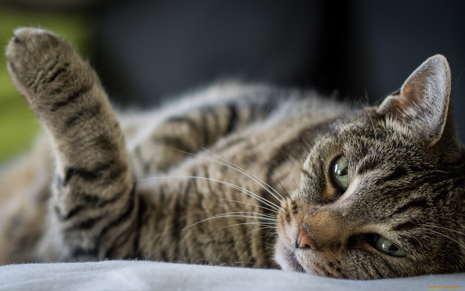 животные, коты, кот