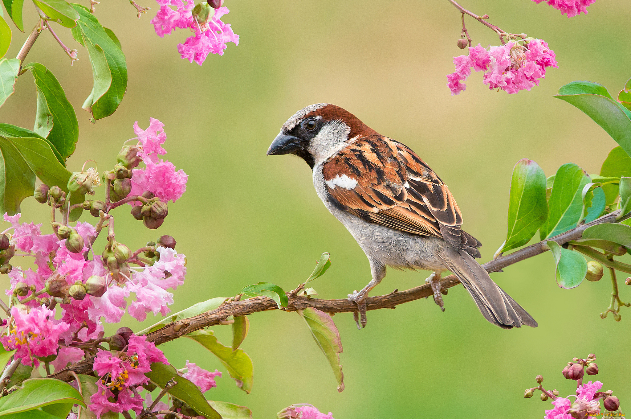 животные, воробьи, птица, ветвь, листья, ветка