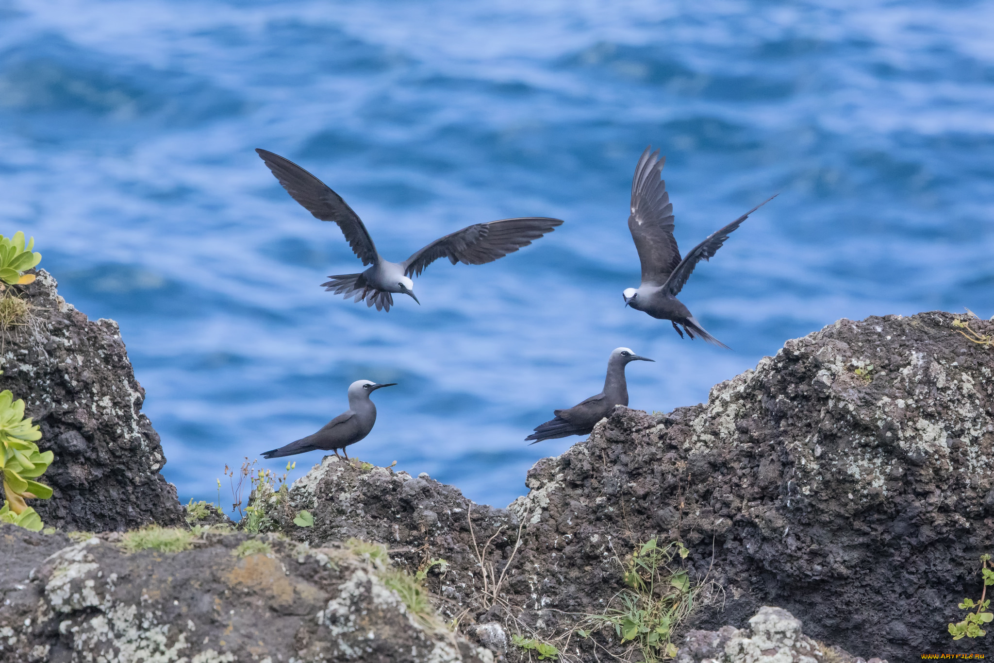 животные, Чайки, , бакланы, , крачки, чайки, птицы