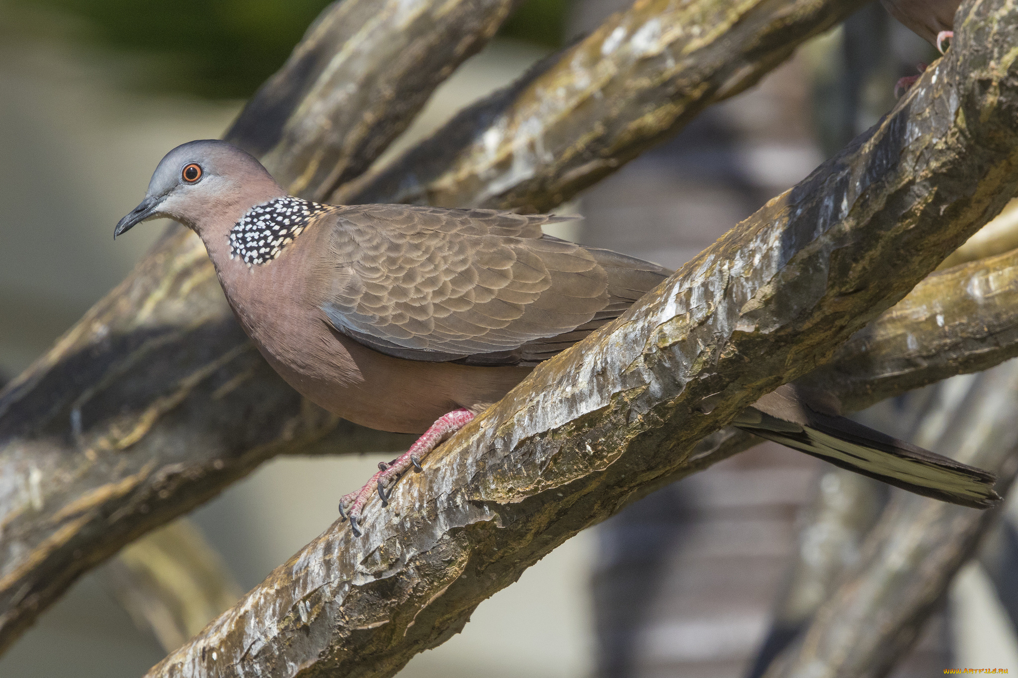 животные, голуби, птица