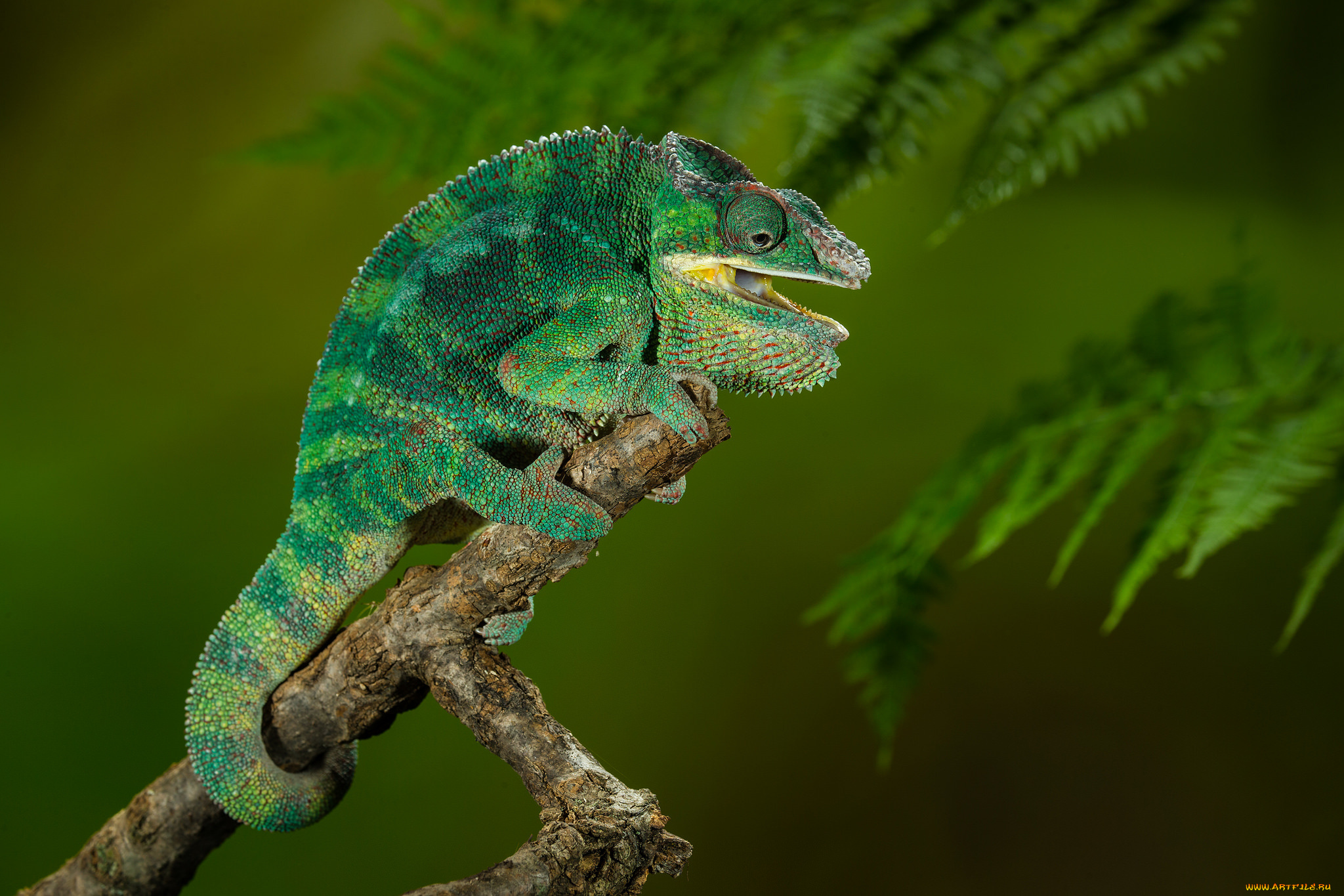 животные, хамелеоны, хамелеон