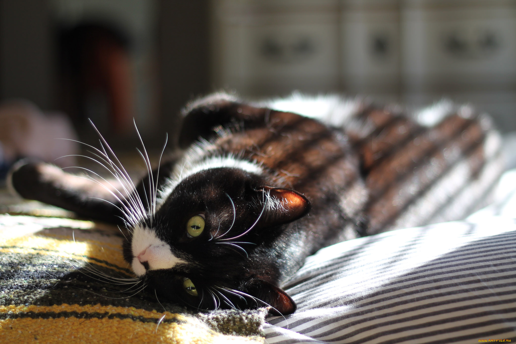 животные, коты, кот