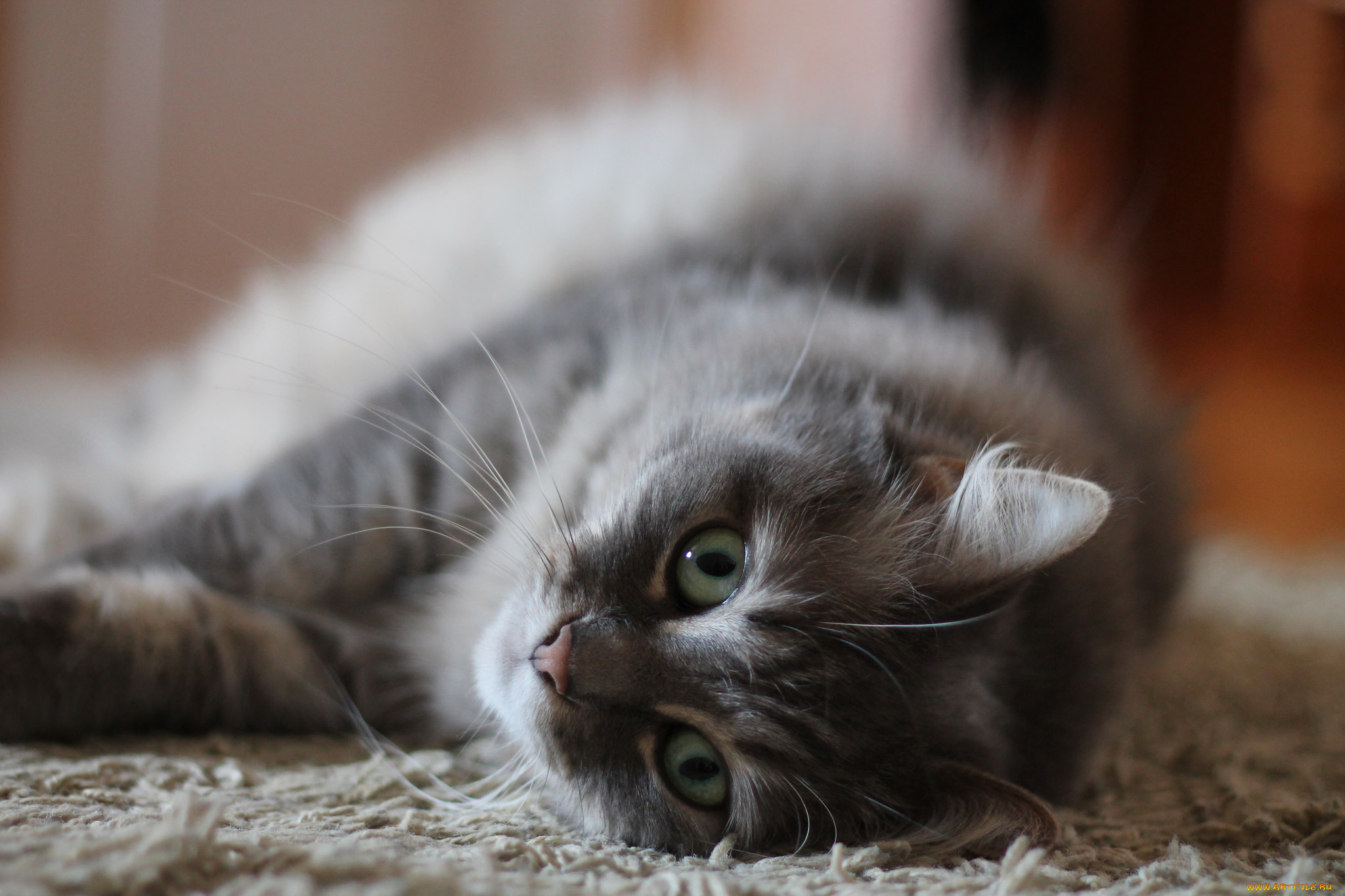 животные, коты, кот