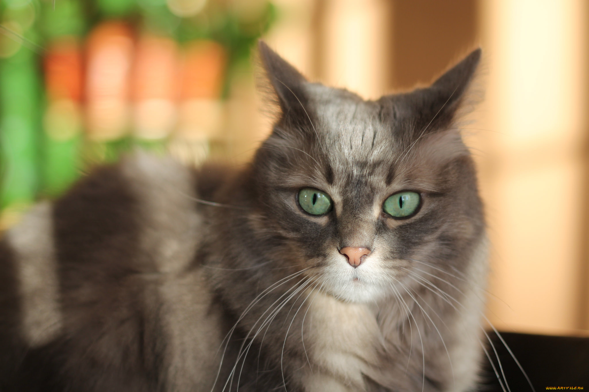 животные, коты, кот