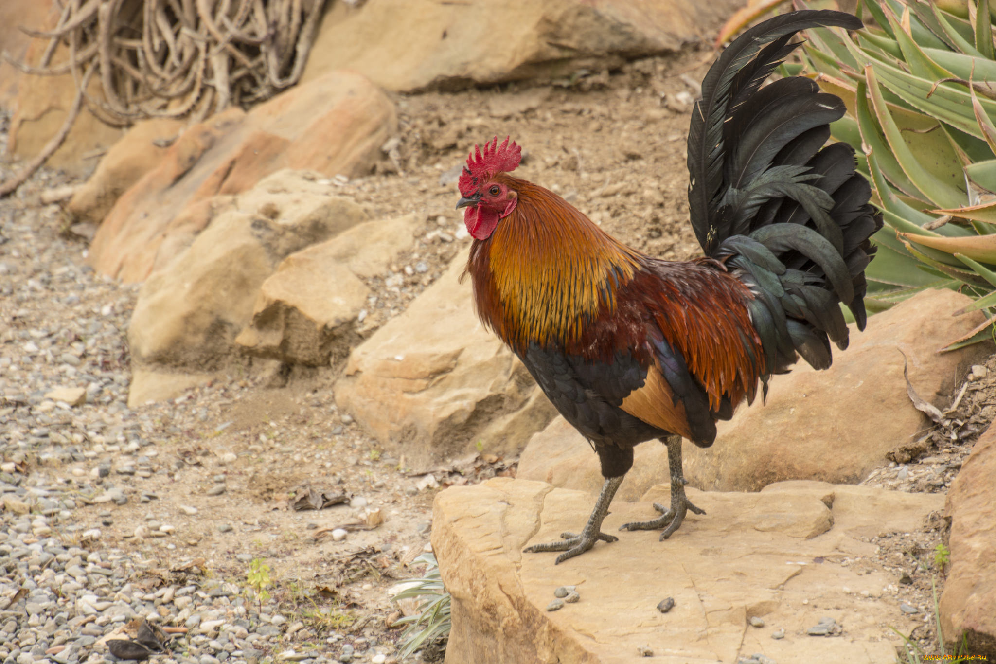 животные, куры, , петухи, петя