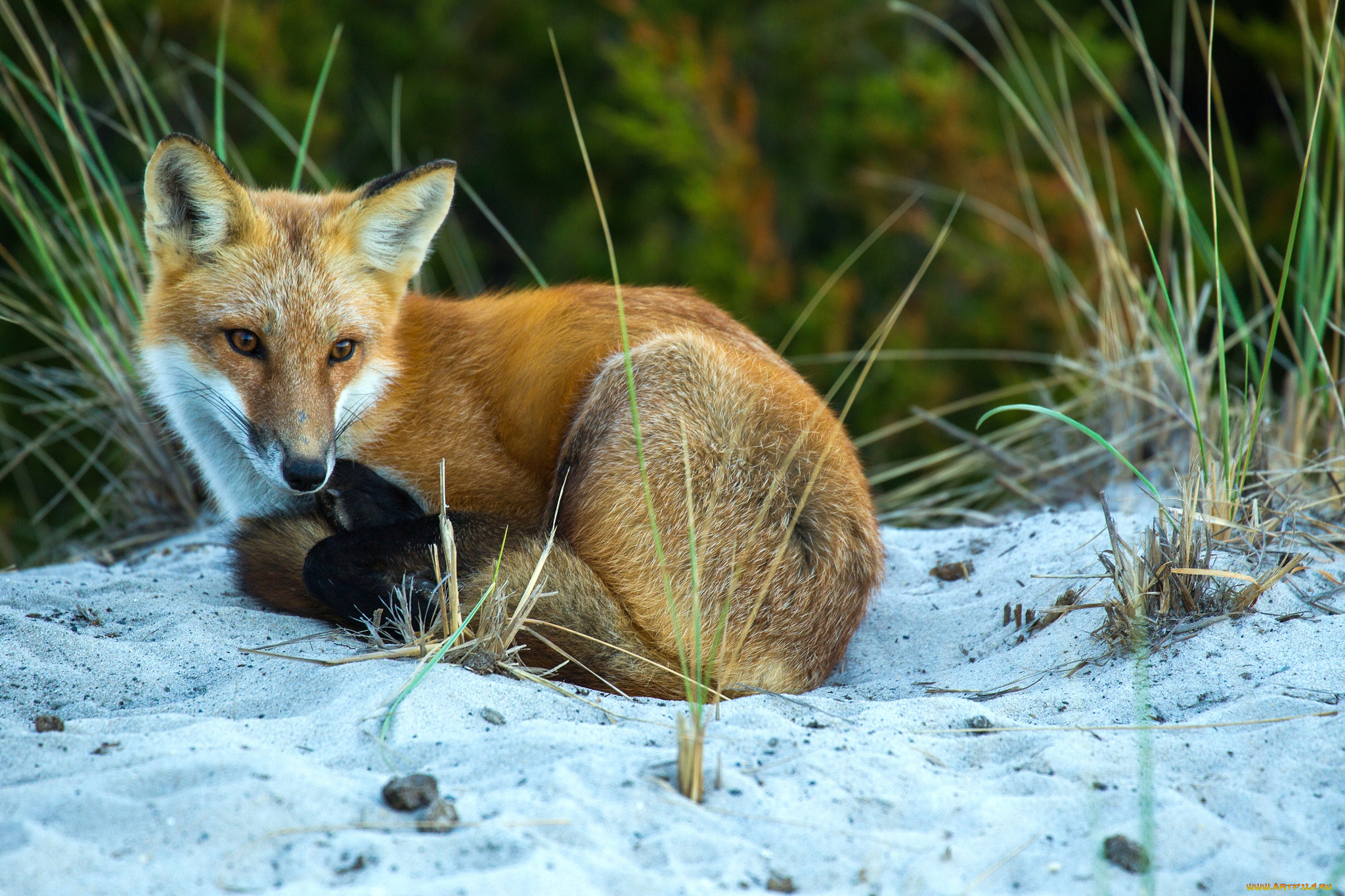 животные, лисы, лисичка