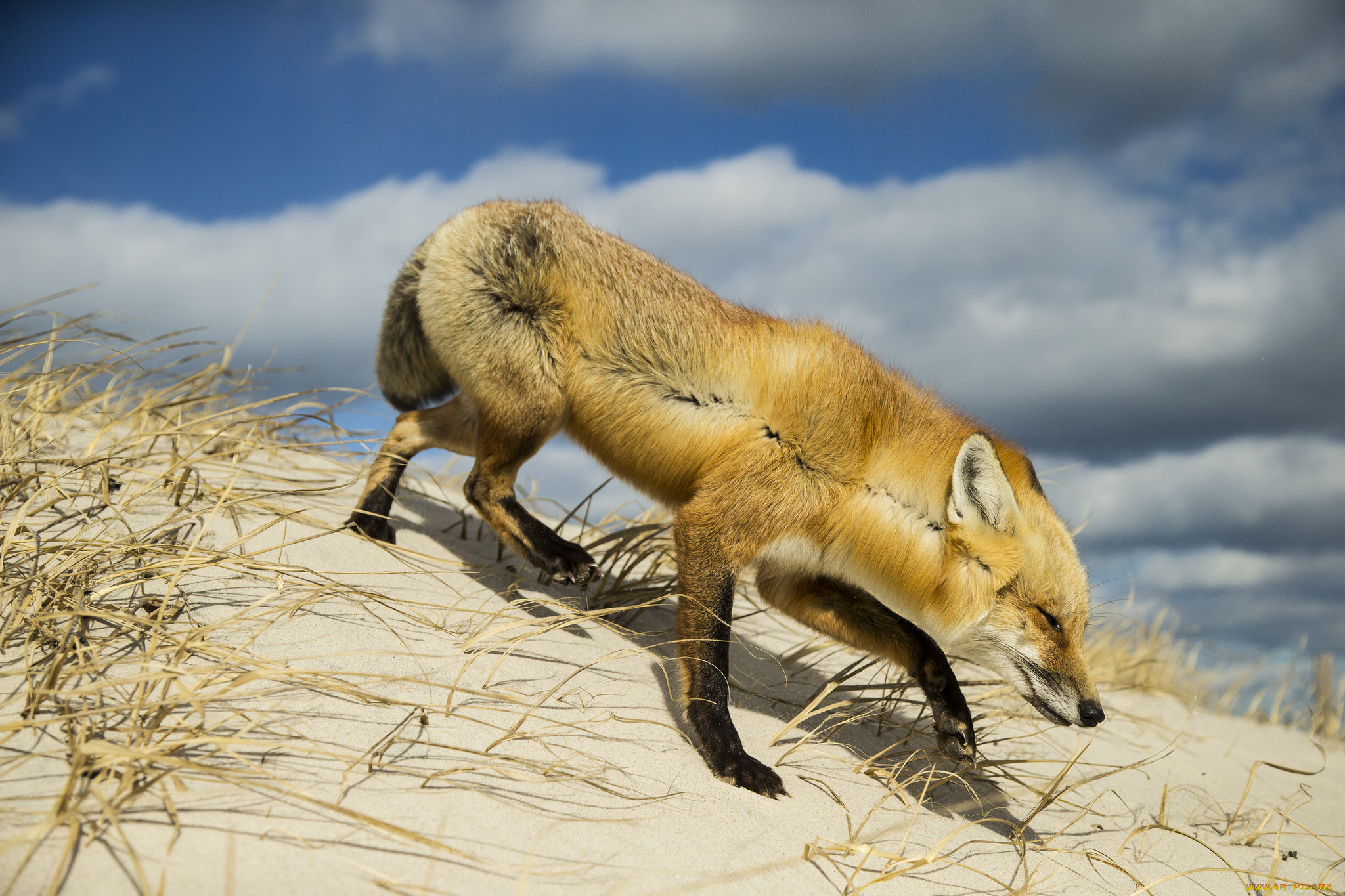 животные, лисы, лисичка