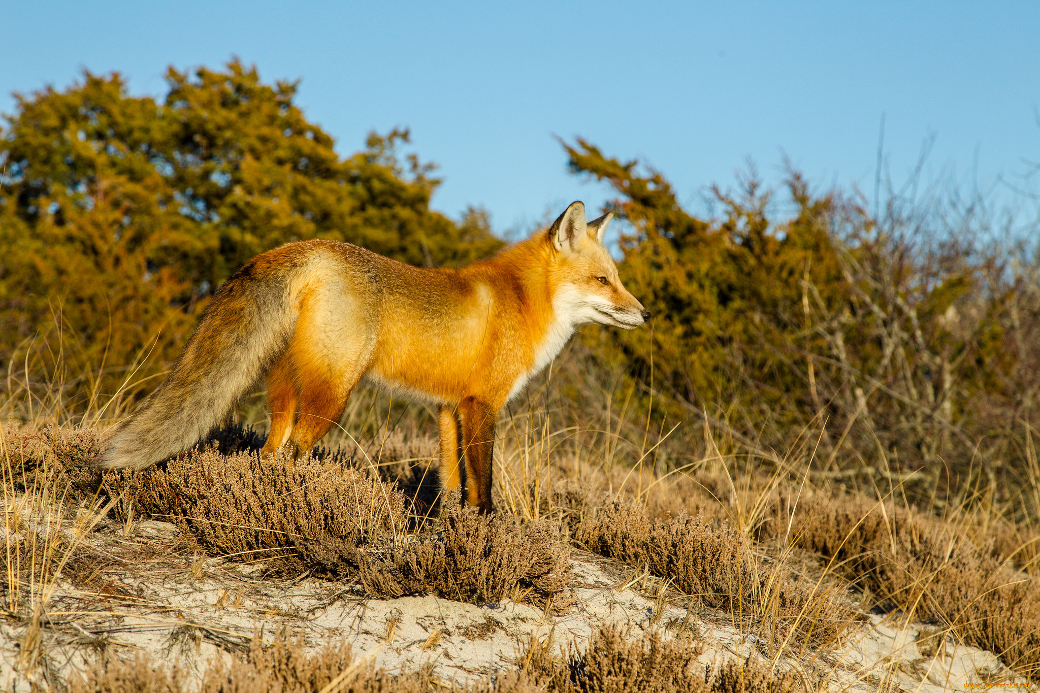 животные, лисы, лисичка