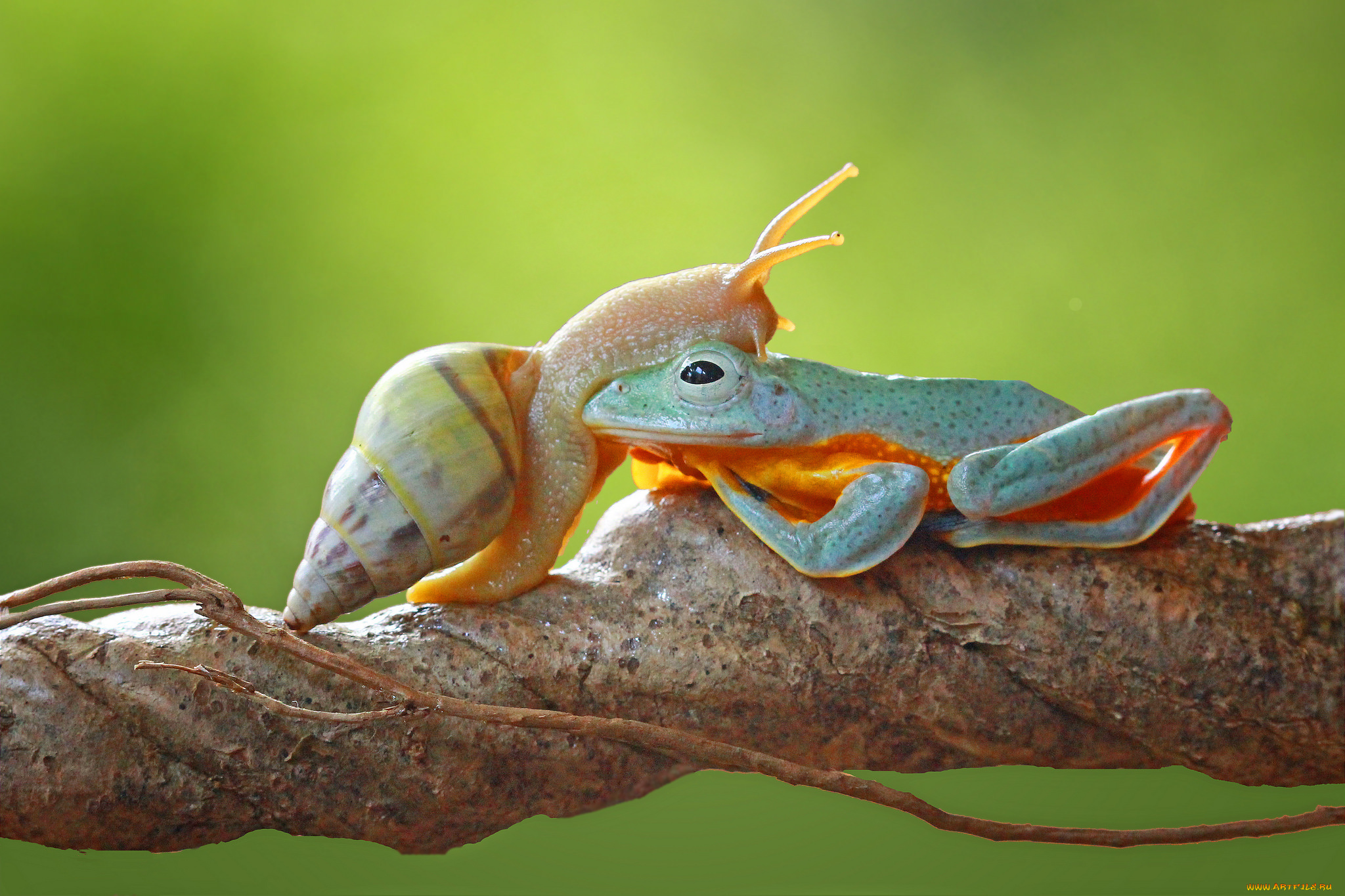 животные, разные, вместе, коряга, лягушка, улитка, макро, фон