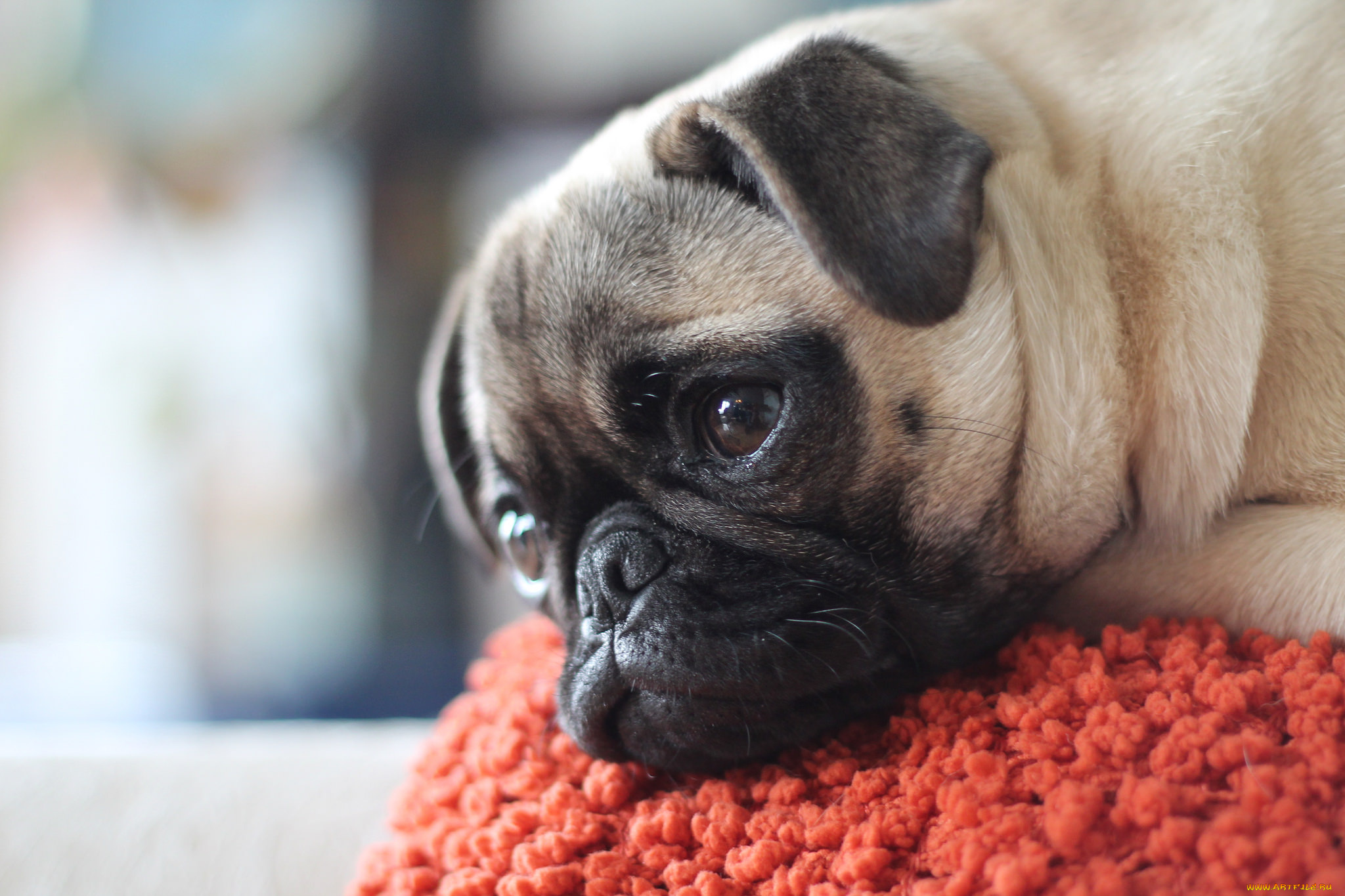 животные, собаки, щенок