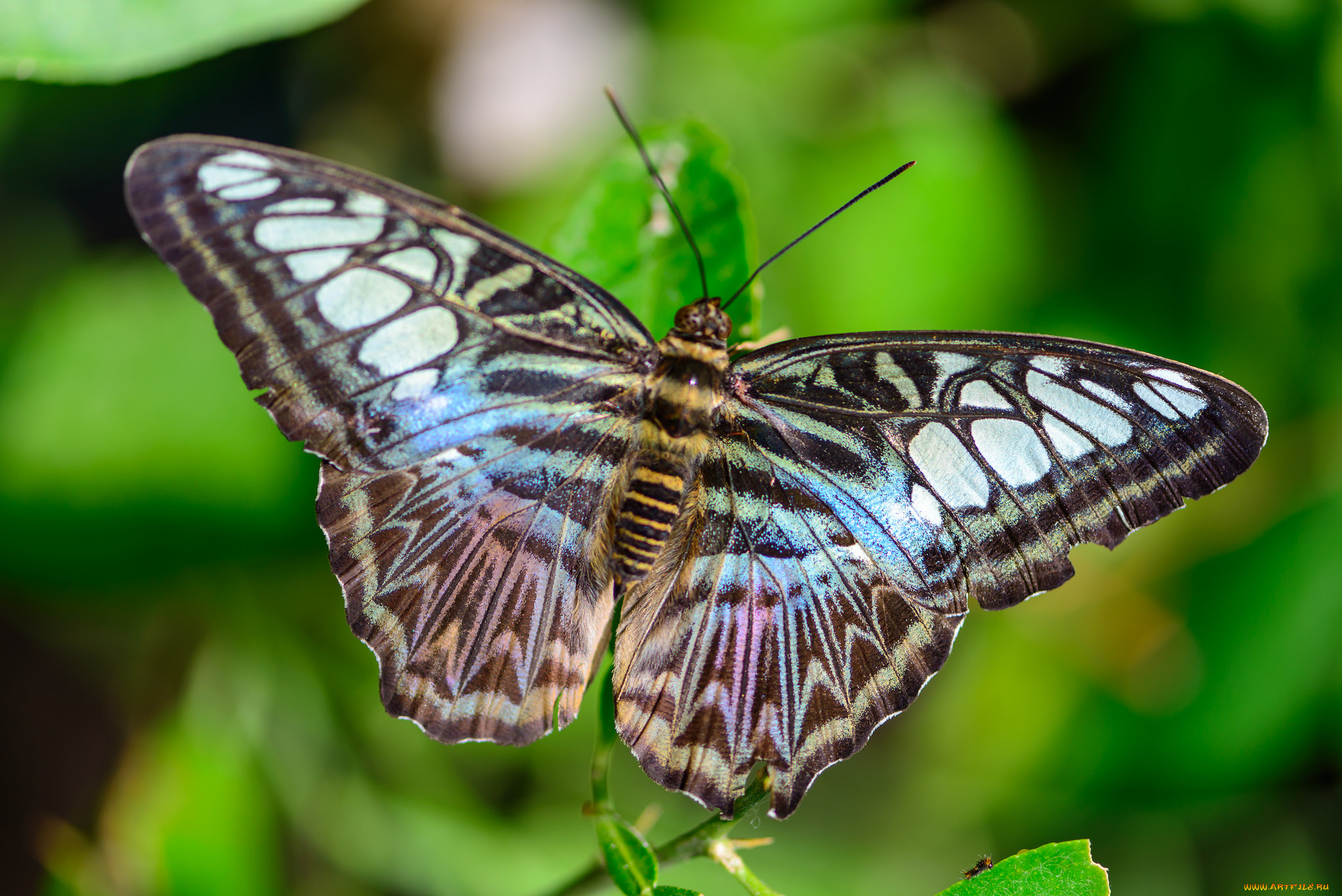 животные, бабочки, , мотыльки, , моли, бабочка